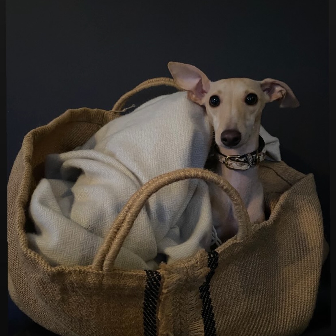 Pinky getting all snuggly in our Jute hold-all, available online 🤎✨
Thanks @thewildgoldloveclub for this amazing snap, I LOVE HER! 🐶🤍