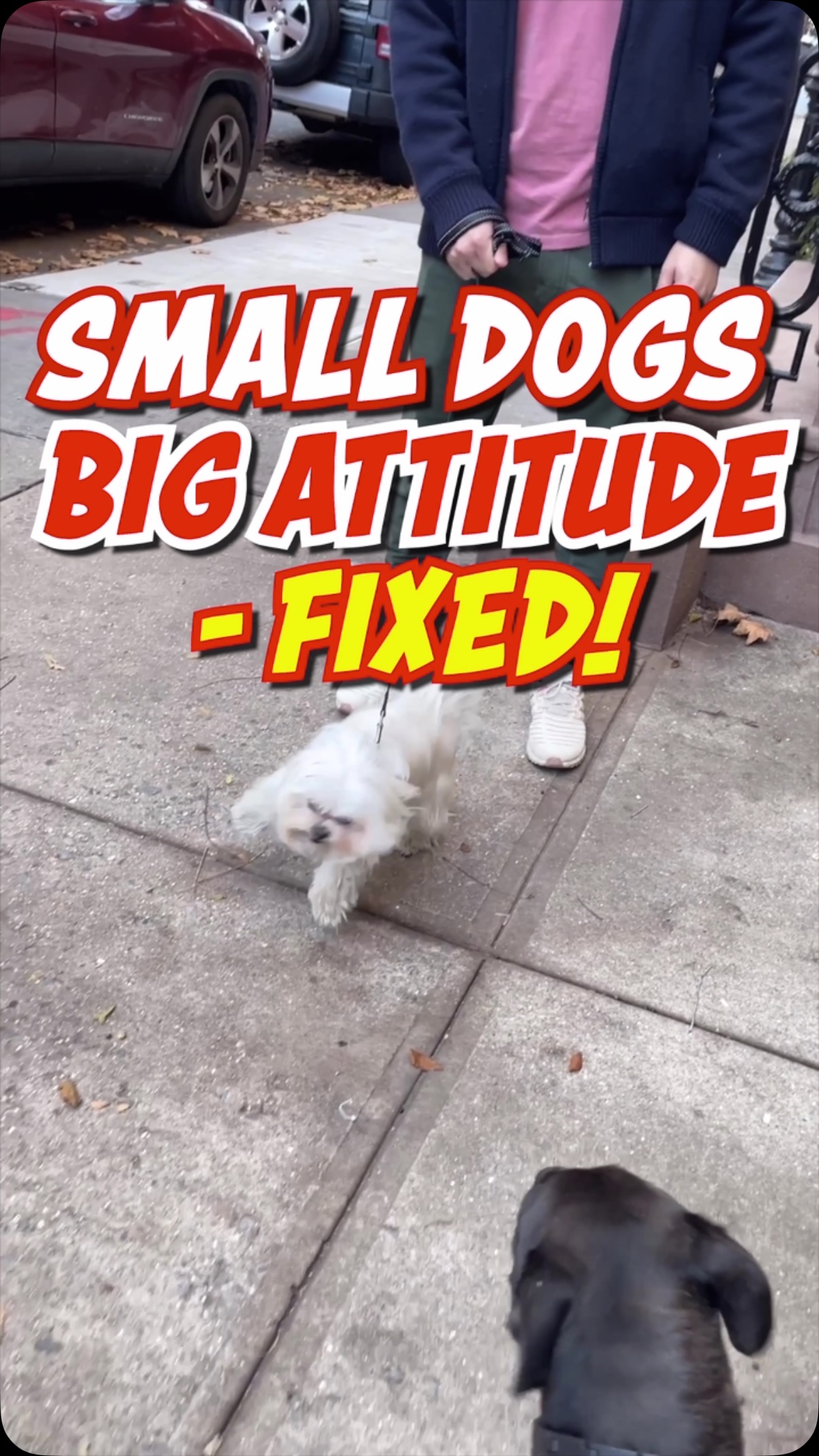 @iamjustinsilver says- Small Dog Syndrome: When tiny dogs get treated like stuffed animals instead of the full-fledged dogs they are. No proper guidance, structure, or education means these pups end up insecure, anxious, aggressive, and fearful—all thanks to the people who claim they love them. If this bugs you… sorry for the mirror you’re staring at.
That said, shoutout to the gentleman in this video who adopted this dog already dealing with these issues. He deserves 100% credit for stepping up and seeking help. And let me tell you—it’s paying off big time.
Yeah, I can be a dick sometimes—but only because I really care.”
#dogs #dogtraining