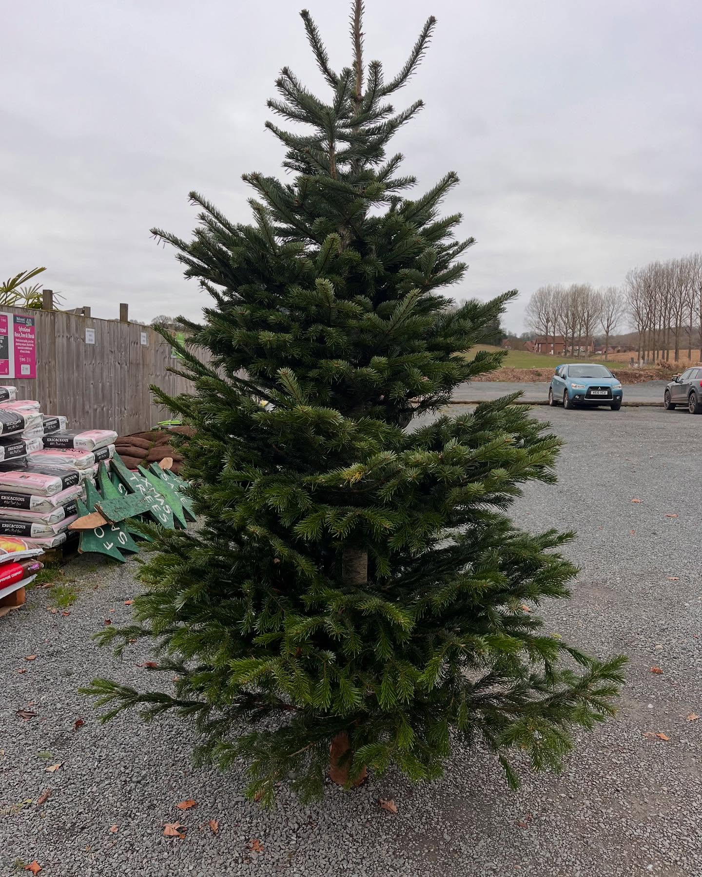 Last 10ft tree left! A beautiful Nordmann non drop 🌲🎄 we still have plenty of shorter trees available