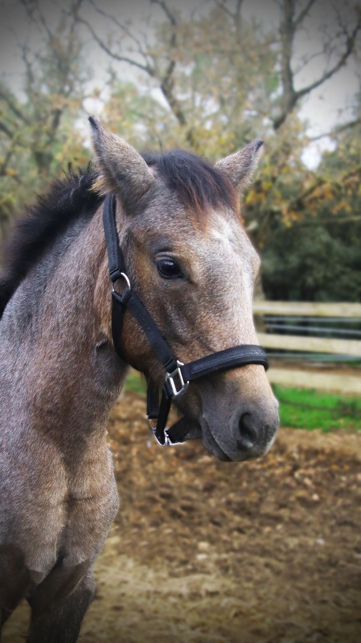 Le nouveau Licol Atamik by Flags&Cup✨
Désolé pour la #teampaillettes , vous allez fondre devant ce nouveau licol flags&cup, des paillettes sur le montant du licol, la têtière et sur la muserolle 😍
💎 Détails en paillettes pour un style unique et raffiné
❄️ Confort optimal avec des matériaux doux et résistants
🔥 Le prix ? Un licol à paillettes à seulement 29.90€ avec la longe comprise
Existe en 2 coloris : Bleu et Noir 💙🖤
Disponible dès maintenant en édition limitée. Ne laissez pas filer cette opportunité !