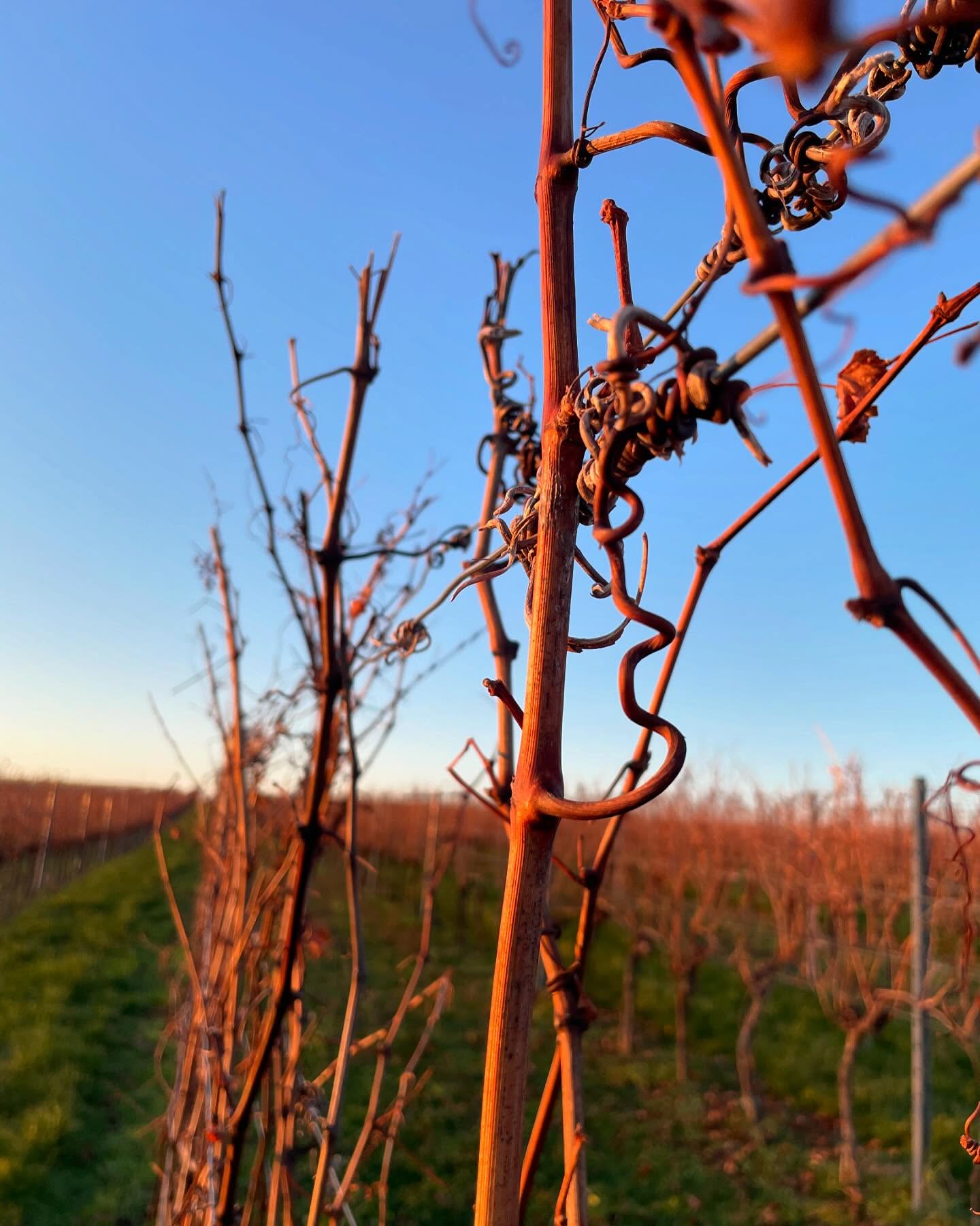 #naturkunstwerke #weingärten #sämling