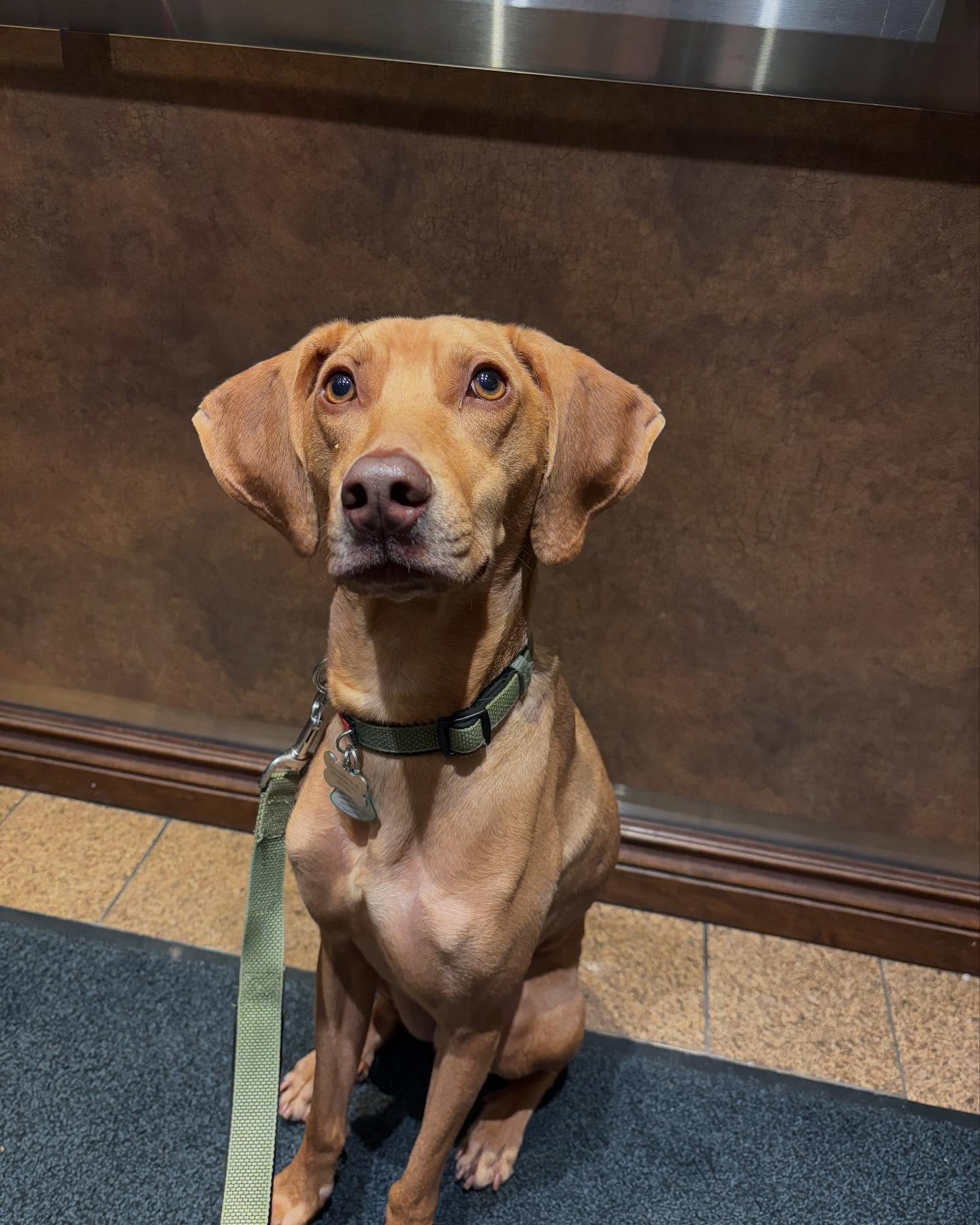 Welcoming Tanner #visla cross #greyhound. My first walking client in a couple years.
#vislasofinstagram #greyhoundsoftoronto #greyhoundsofinstagram #dogwalker #dogtrainer #waggingwoofies #dogwalkerrichmondhill