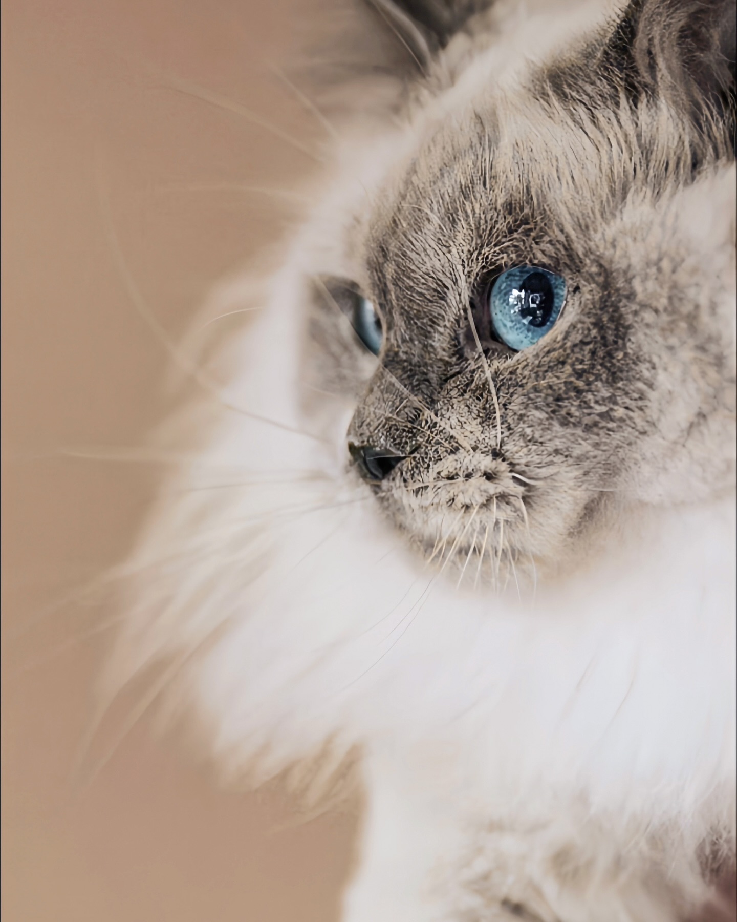 Welcoming our new Purrsace Queen, Primavera Cuteness Bundle AKA Lani! We’re in loveeeeeee ☁️💕
#catbreeder #melbourne #australia #ragdollbreeder #ragdoll #ragdollcat #ragdollsofinstagram #raggies #catmum #cute #ragdolllove #ragdollcats #ragdolllovers #petstagram #ragdollsofmelbourne #ragdollsofaustralia