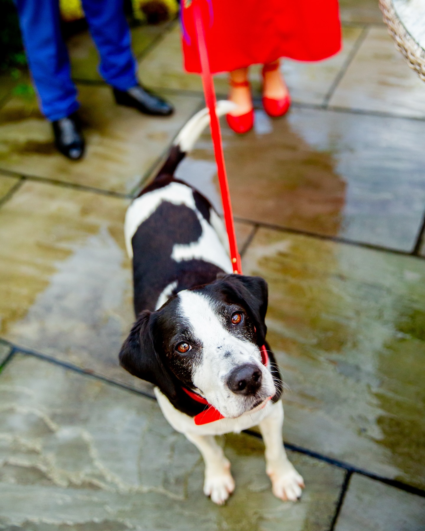 By far one of the most intimate and personal weddings I’ve ever captured..🥰
Juicy Back Story: J & N got married in secret. They tied the knot at the Winchester Registry Office and had myself and my mum as their witnesses. After the wedding, we all headed back to their Airbnb for cake, prosecco and photos. Not forgetting a little puppy time with their beloved fur baby, Crocker 🥹
J & N truly had a day that suited them and it was a pleasure to have been chosen and trusted as their togger, witness and exclusive guest! ❤️
.
.
.
.
.
#initimateweddingideas #smallweddingideas # #candidweddingphotography #colourfulweddingphotography #colourfulphotography #ukweddingphotography #winchesterregistryofficeweddingphotographer #initimateweddings