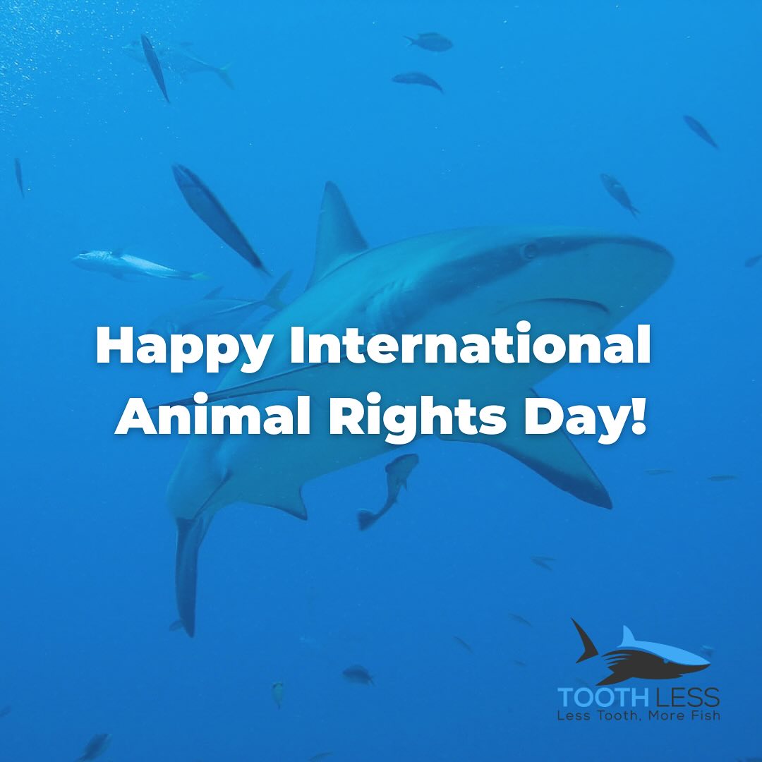 Today, on International Animal Rights Day, let’s make a splash for the oceans and the creatures that call it home. Every marine animal deserves protection, respect, and a safe environment.
#AnimalRights #InternationalAnimalRightsDay #OceanConservation #Toothless