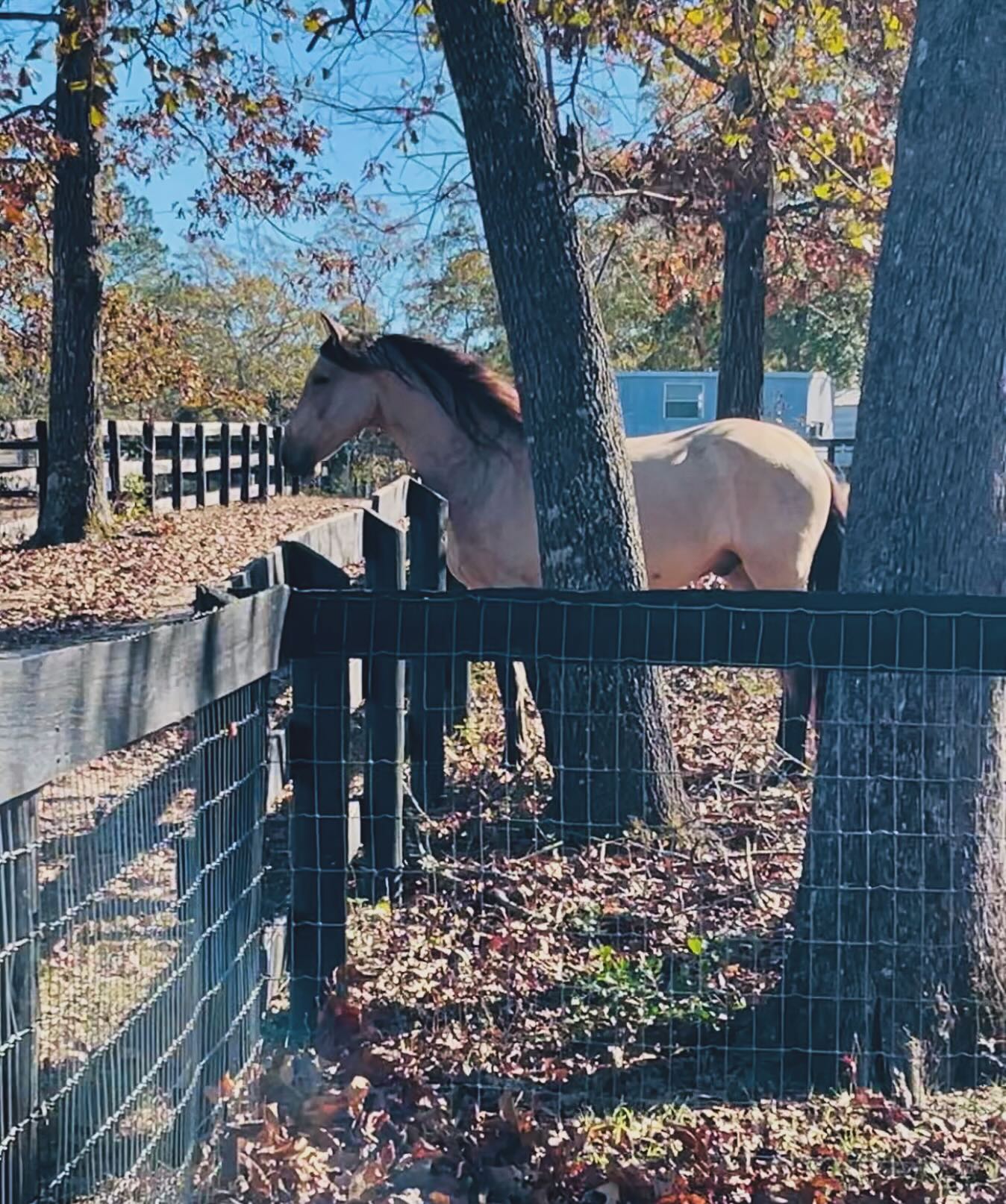 Redundancy in information seems to dominate social media platforms. There is so much information out there ranging from peer reviewed and backed research, papers, and studies to anecdotal information, personal speculation and small group efforts all over the globe.
There are proven methods of care, training and connection that work in every way and others that are proven to fail. And at the end of the day it all boils down to personal choice. Choice of the trainer in how they want to work with horses, choice of the barn owner on how they want to care for horses and choice of the horse owner as to what they want their horse to experience.
So we have this over indulgence of information on social media platforms bc now algorithms will only push certain posts and information based on what is attention grabbing, or whether or not it is paid for. And the average every day horse person is flooded with information…. Every Single Day.
I’ve seen it transform over the years and totally understand how overwhelming it all is, and also that at the end of the day it is the choice of the individual on what they choose to believe, use, follow and learn. And all I have to say about all of that is to be your own detective, peel back the layers and do what is best for your horse at the end of the day.
Many are good at talking the talk, but what’s their walk look like?