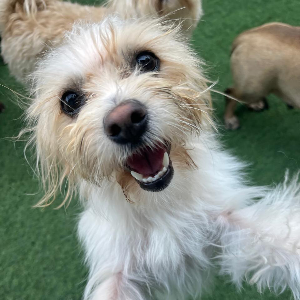 The sweetest little face 🩵✨
#dubaidogs #dogsindubai #dubai #mydubai #dogs #nyc #hellofromspot #boarding #grooming #welovedogs #dogsofdubai #dubaidog #doggieboarding #doggiedaycare #doggieboarding #dogdaycare #dogdays #uaedogs #dxbdogs #everydayawesome #adoptdontshop #pethealth #petnutrition #happypup #suspect