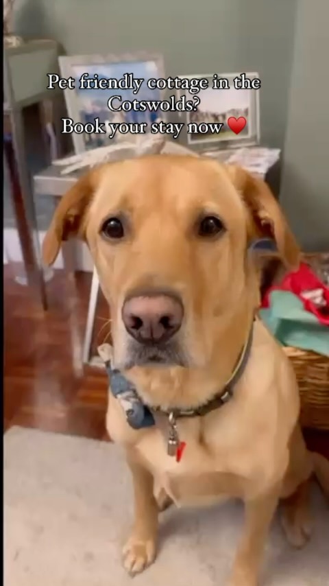 Cotswold Cottage Gems is very proud to be welcoming pets of all shapes and sizes to the Cotswolds.
#pugsofinstagram #petfriendly #cotswolds #dogsofinstagram #funnyreels #petreels #cotswoldcottage #dogfriendly #funnydogs