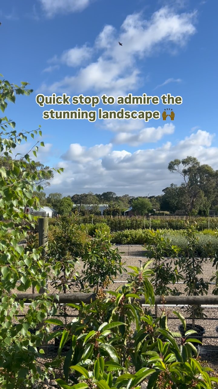 Come for a spin around the nursery with us!! Today we’ve been busy again picking up some beautiful advanced trees for our wholesale customers and we couldn’t help but stop and enjoy the view ✨
.
.
.
.
#wholesaleplants #australianlandscaping #plantnursery #gardensupplies #morningtonpeninsula