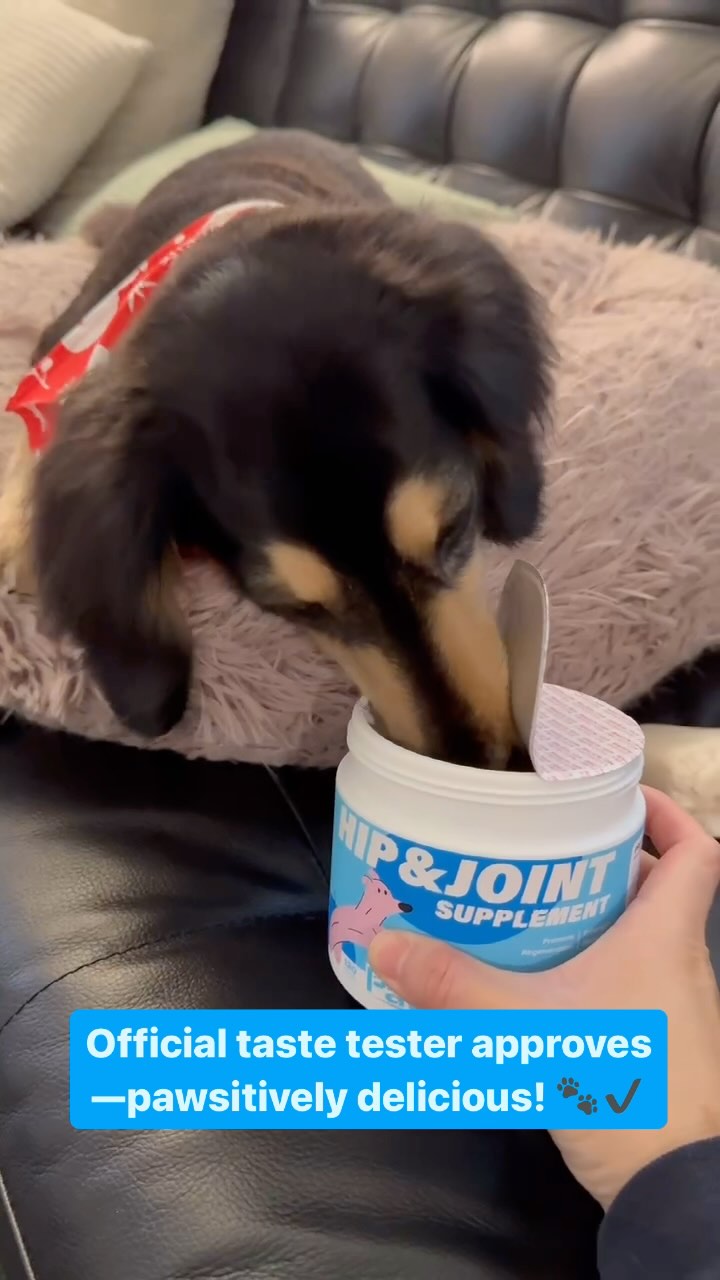 Official taste tester approves—pawsitively delicious! 🐾✔️
#dogmom #dogparents #puppymom #puppylife #doglife #doglover #dogsupplies #dogsupplement #dogjointhealth #doghealth #dogofinstagram #puppygram #doginfluencersofinstagram
