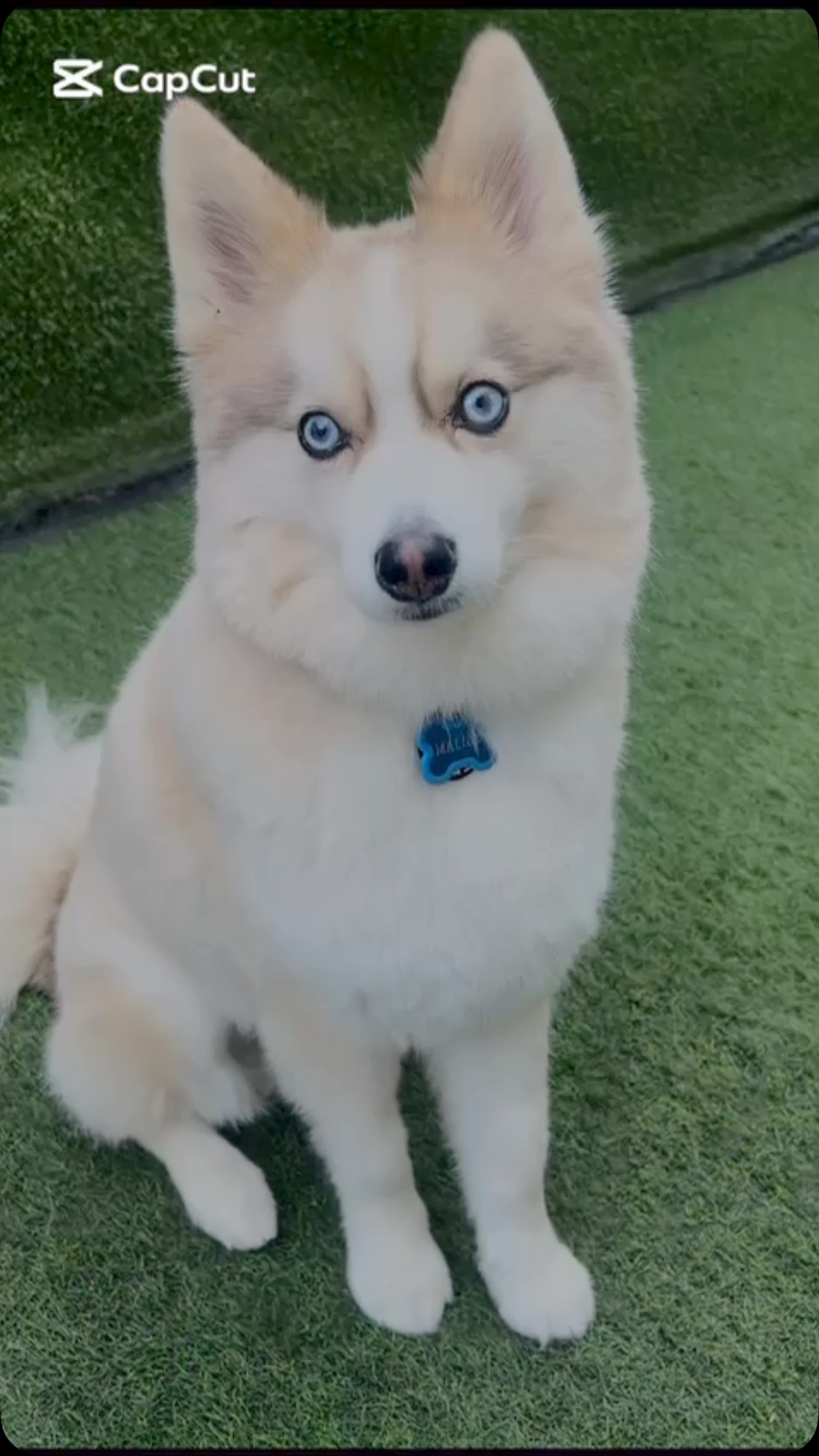 How some pups react to their favorite question…”Do you want to go to SPOT?!?🩵
Tag us @hellofromspot with hashtag #letsgotospot with a video of your pup reacting to going to SPOT!
Winner gets 5 days of free daycare in Jan 2025 🩵✨ Let’s GOOOOO!
#dubaidogs #dogsindubai #dubai #mydubai #dogs #nyc #hellofromspot #boarding #grooming #welovedogs #dogsofdubai #dubaidog #doggieboarding #doggiedaycare #doggieboarding #dogdaycare #dogdays #uaedogs #dxbdogs #everydayawesome #adoptdontshop #pethealth #petnutrition #happypup #suspect