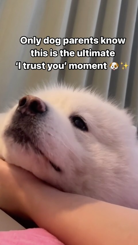 Only dog parents know this is the ultimate ‘I trust you’ moment 🐶✨
#doglover #doglover #doglife #dogoftheday #doggo #dogofinstagram #puppylove #puppylover #puppygram #puppyoftheday #puppylife #puppymom #dogmom #dogparent