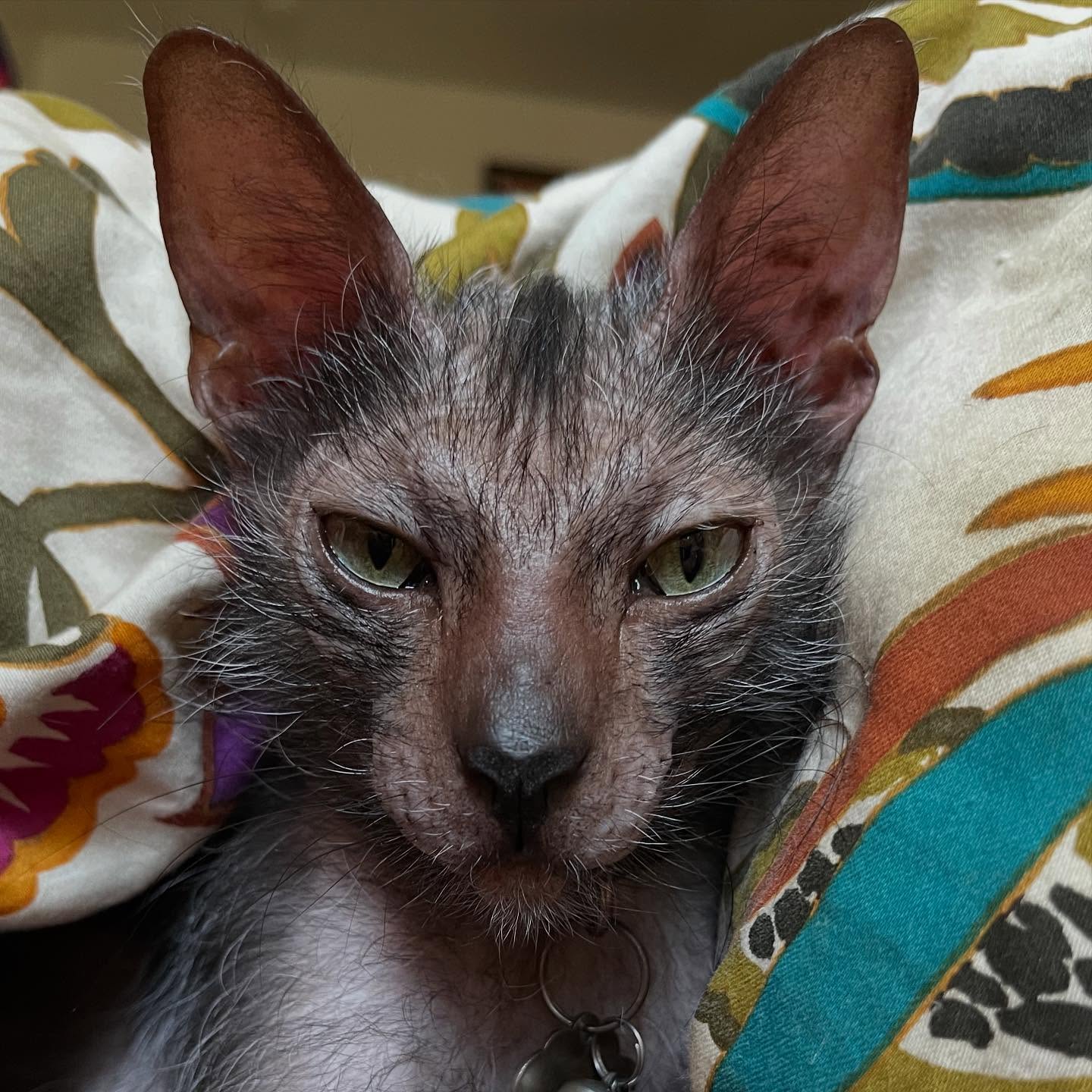 Elvira is always photo ready while Glitch is busy snoring in the babayaga