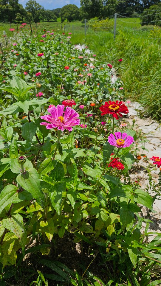 The Meaning of Zinnias 🌱🩷
These beautiful and colourful blooms are often symbolic of friendship, lasting affection and enduring love.
They are also associated with remembrance and recognition.
A long lasting vibrant flower for Summer.