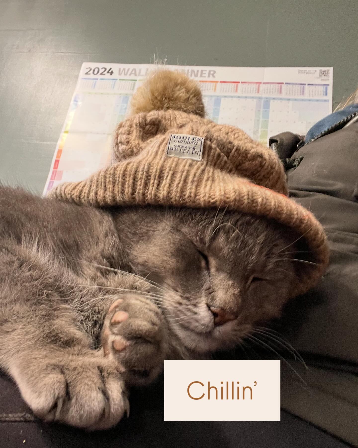 Snuggles with Daphers while it’s cold🐱😻