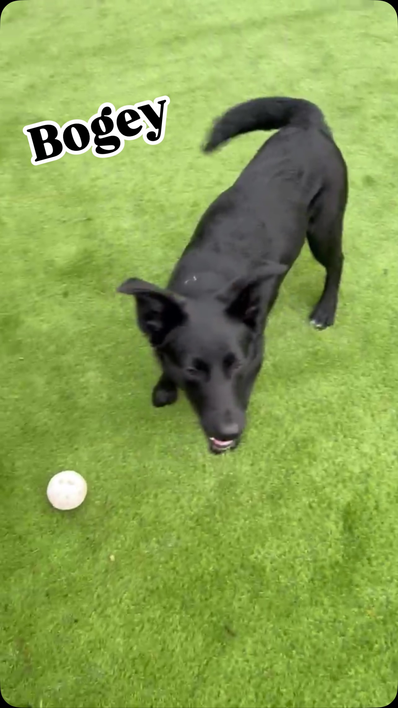 Adorable Bogey Bear is still waiting for his forever family and we can’t believe it! This guy is such a smart, fun pup. So ready to join a family on their adventures. 🎒
Bogey has been lovingly fostered and is now crate trained, potty trained, leash experienced and plays a good game of Fetch 🎾
Interested in adding Bogey to your family? Please complete an application on our website @ www.RescueUnleashed.org
#adoptBogey #rescueunleashed #bordercollie #blackdog #bellevuewa #redmondwa #seattle #adoptadog #Sammamish