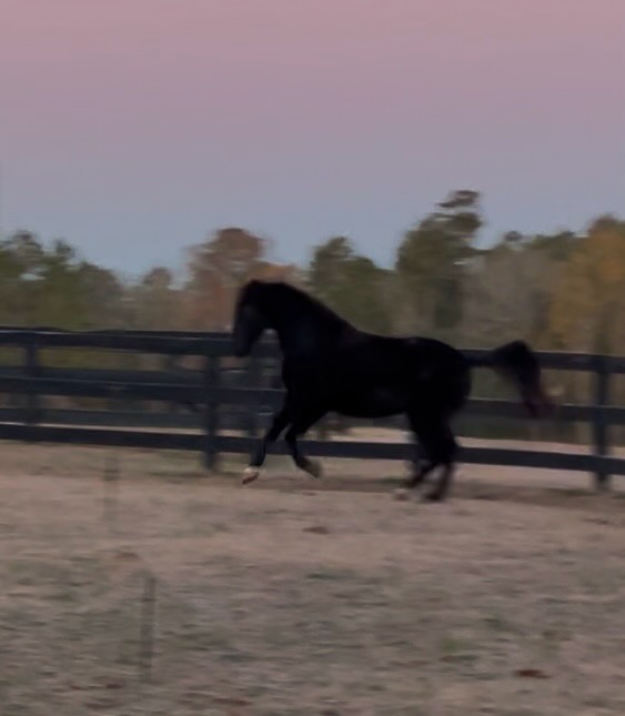 Jennifer Mallozzi’s new horse Tucker came in last night safe and sound all the way from Michigan! He very much so appreciated going out and getting to meet some of his neighbors before breakfast this morning ❤️
What breed do you think this guy is? 👀
#horsesofinstagram #clienthorse #newhorse #dressagetrainer