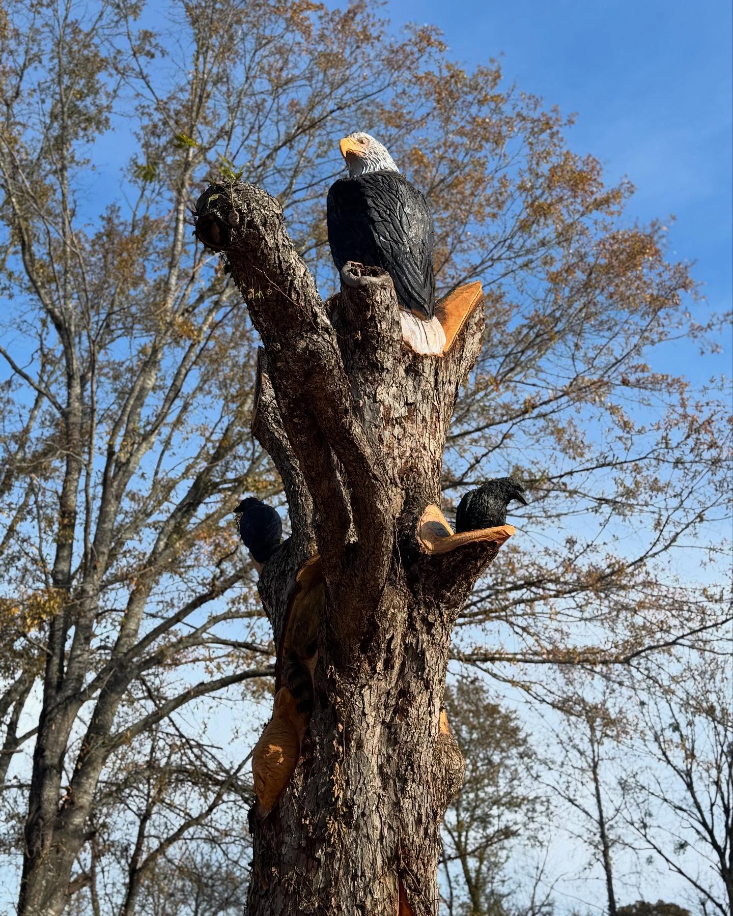 “History and art come together at TGL Adventures! Our 100-year-old pecan tree has been transformed into a stunning sculpture celebrating the beauty of nature and honoring our local history.
This breathtaking carving features an eagle perched at the top, two crows, a raccoon, a honey beehive, a toad, a graceful heron, and arrowheads that pay tribute to the area’s connection to the Trail of Tears.
Come see this one-of-a-kind masterpiece and experience the stories it tells. We can’t wait to share it with you!
#TGLAdventures #ChainsawArt #TrailOfTears #LocalWildlife”