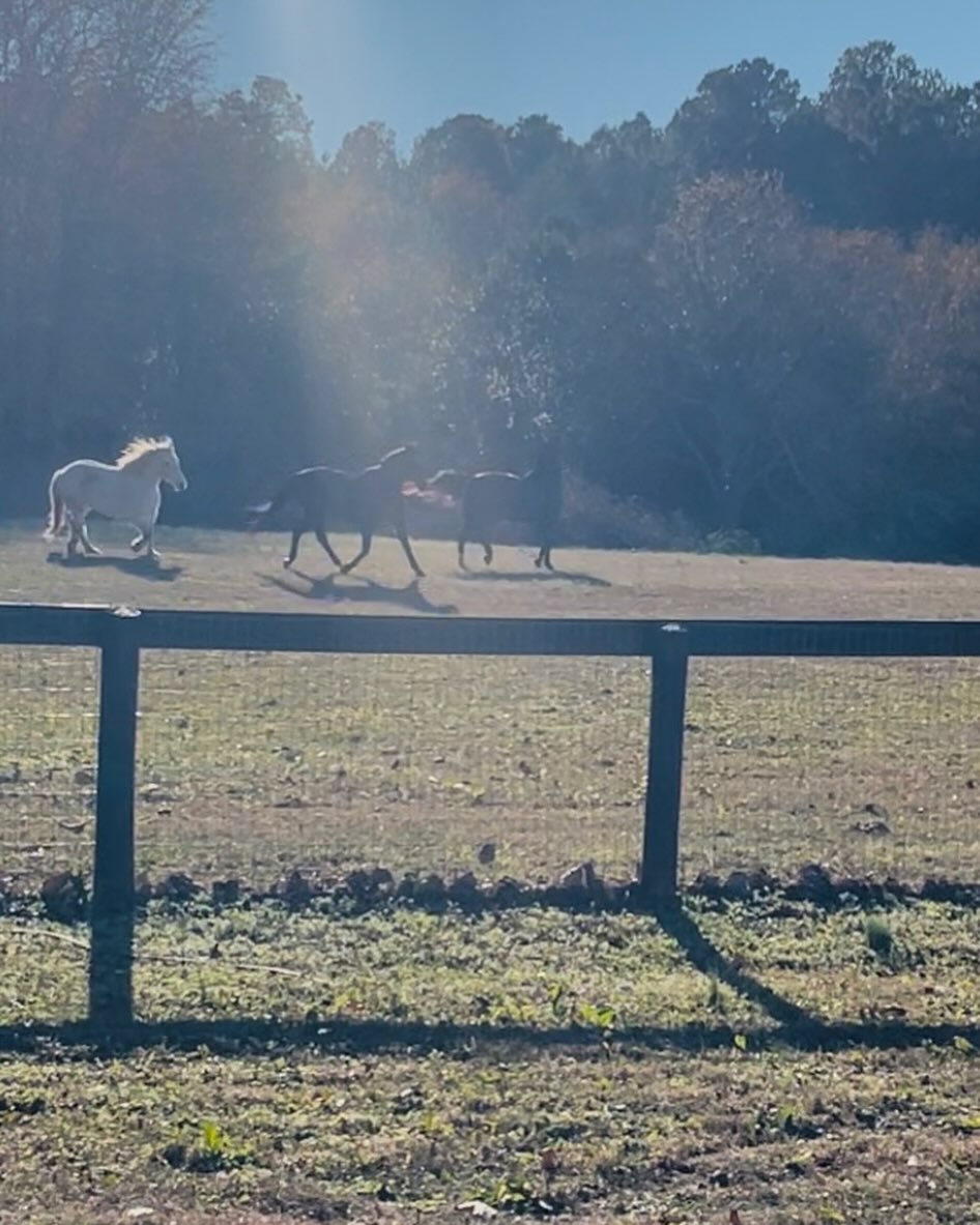 Does your own spiritual connection come into play when it comes to work we do with horses? I don’t mean any sort of religious affiliation, rather your connection to yourself and to the world around you.
I don’t often speak of spiritual things here because to me it is something sacred that should never be advertised or for sale, and never should be. And so I want to speak of it through story and relevance. Because at the end of the day, spiritual connection is vital in connection and working WITH our horses.
Again spirituality is separate from religion and religious practices can be ways that you express yourself spiritually but the two are not one and the same. Spiritual connection to self is something unspoken that truly cannot be put into words. This connection brings us into our bodies and is a driving force in body awareness as well as self awareness. And while I speak of its relevance to horses, I do have to note that it is so much bigger… it’s our connection to everything and everyone!
Our spirit works in conjunction with our nervous system giving us feedback that allows us to deepen our connection and understanding, and the more connected you become the more you are able to see, feel, touch and reciprocate. Just as our journey with horses is a never ending means of learning, so is this connection. There is no end or phase of completion, just continued growth.
The other day as I was winding down for the evening and getting warm back in the house, the horses decided they wanted to tell me something. Manny, Macho and Luna. They told me that this move was transformative for them too and that they wanted some different things. Manny was the first one to speak. He told me that he wanted a deeper spiritual connection with me, with him starting to get older and understand more that he was ready for that. Macho told me that he wants to be more fierce and he wants me to help him unlock that part of himself. And Luna? What she said came as no surprise and all. She said she knows how bad ass she is and that she can do all of the things that I ask of her but I need to trust her to bring her out and show her. She wants to do it and show everyone else!