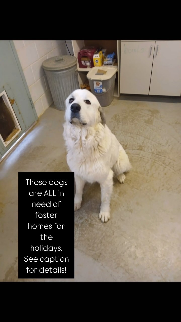 Each dog will only be pulled from the shelter if they have a foster signed up. Otherwise they are at risk in shelter! Sign up to foster with @gprescueresourcesutmt to take one of these loves home for the holidays! @twomomsanctuary has fostered and adopted through this group and cannot recommend them enough. Save a life and foster!