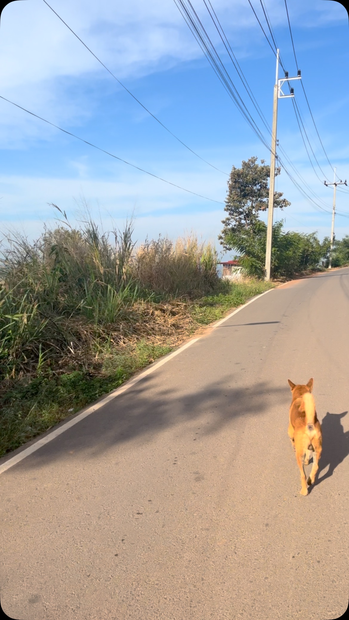 The best running mate ☺️🐕⛰️
#adv #running #training #doggie #countryside #fsgs #kidneytransplantrecipient