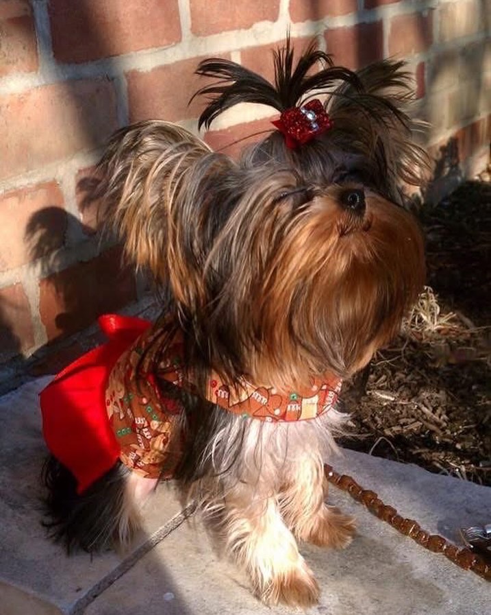 Even Yorkies love to meditate ❤️
Make today magical and put a smile on someone’s face today
Happy Tuesday!
#thisbalancelife #meditation #stillness #yorkies #smile #inspiration #magic #magical #manifest #love