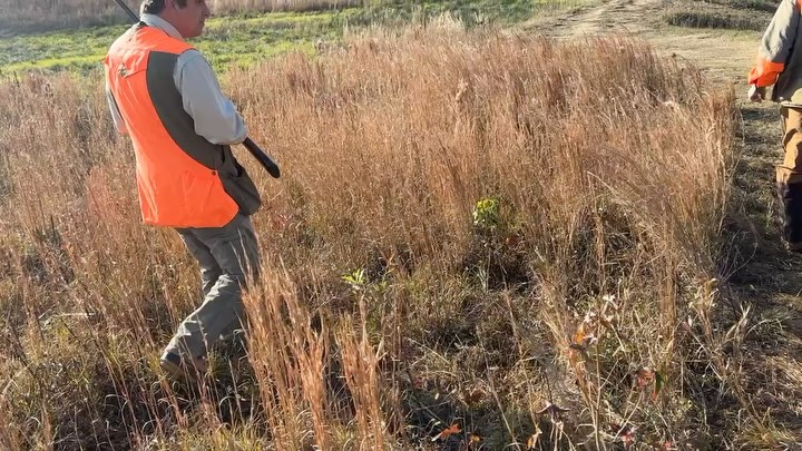 English Cocker only quail hunt @ our Vincent location.
.
.
.
#schillingsgundogs #schillingsgundogstraining #sgdtraining
#uplanddogtraining #uplanddogtrainer
#gundogtraining #gundog #birddogtraining #birddog #englishcockerspaniel #englishcocker #englishcockerspanielsofinstagram