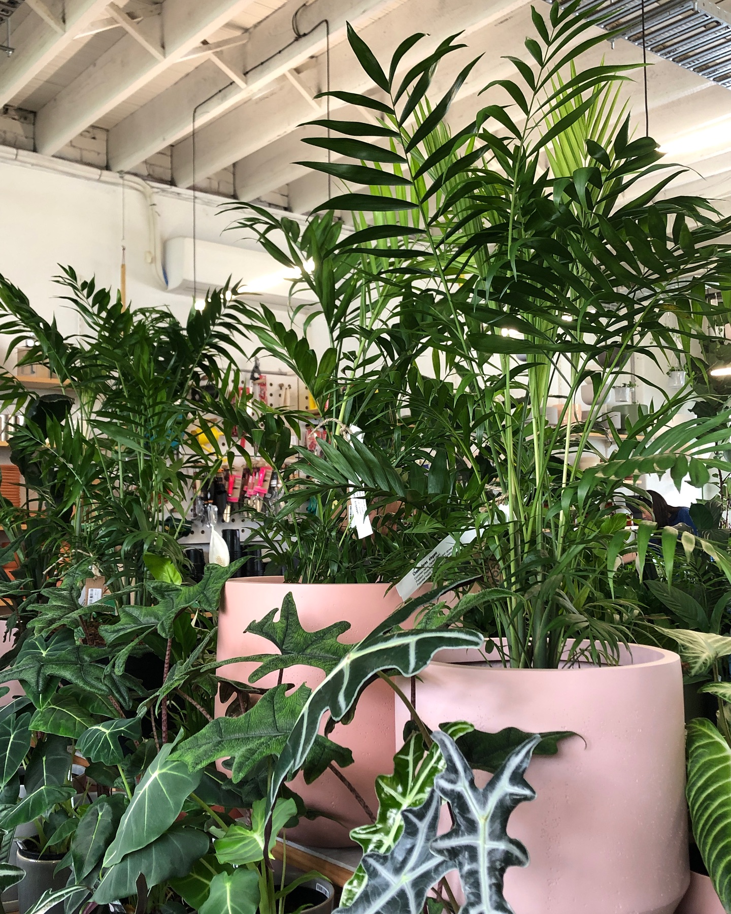 The perfect gift doesn’t exist 🙊 This lush Chamaedorea elegans paired with our medium Penny pot in blush will make any corner of your house look beautiful!
Come check out all the goodies we have in store ready for Christmas 🌟