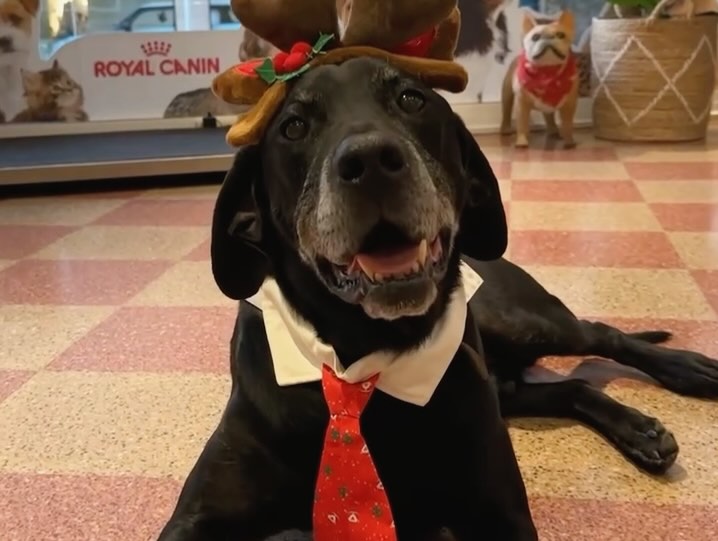 🎄✨ SORTEIG DE NADAL AL BESTIARI! 🎁🐾
Aquest any volem celebrar el Nadal amb vosaltres i els vostres 🐶🐱 d’una manera molt especial! ❤️ Participa i emporta’t un lot de Nadal exclusiu per mimar el teu millor amic 🦴!
Com participar?
1️⃣ Segueix-nos a aquesta conta.
2️⃣ Etiqueta 2 amics en aquest post perquè s’animin a participar!🐾
3️⃣ Comparteix una fotografia del teu gos o gat amb temàtica nadalenca (gorra de Pare Noel, arbre de Nadal, decoracions… el que vulguis!) a les teves stories i etiqueta’ns perquè ho veiem! 🎅✨
🗓 Tens temps fins al 31 per participar!
📦 El lot de Nadal inclou:
🎁 Productes especials per al teu pelut.
🎄 Sorpreses per a tota la família!
✨ No t’ho perdis! És l’oportunitat perfecte per demostrar les vostres habilitats de fotògrafs 📸🎄🐶
👉 Participa ara i molta sort!
#SorteigNadal #ClinicaVeterinaria #PelutsFeliços #NadalAmbElsMeus