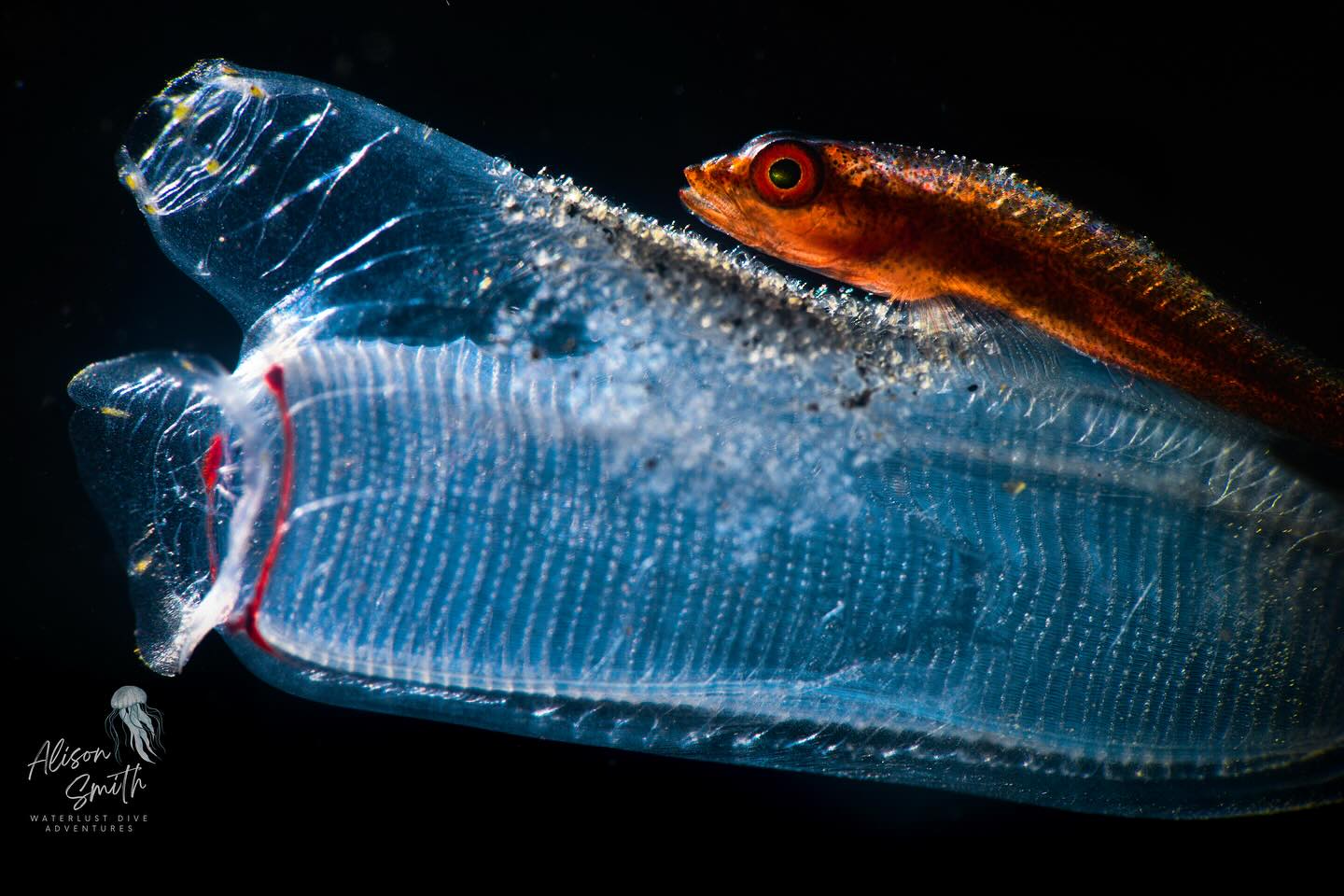 ‘DADDY’
A male goby on a blue tunicate guards the egg clutch for several weeks prior to hatching. Taken in Tulamben Bali
#underwater #macrounderwater #tulambenmacro #indonesiadivingtrip #uwphotography