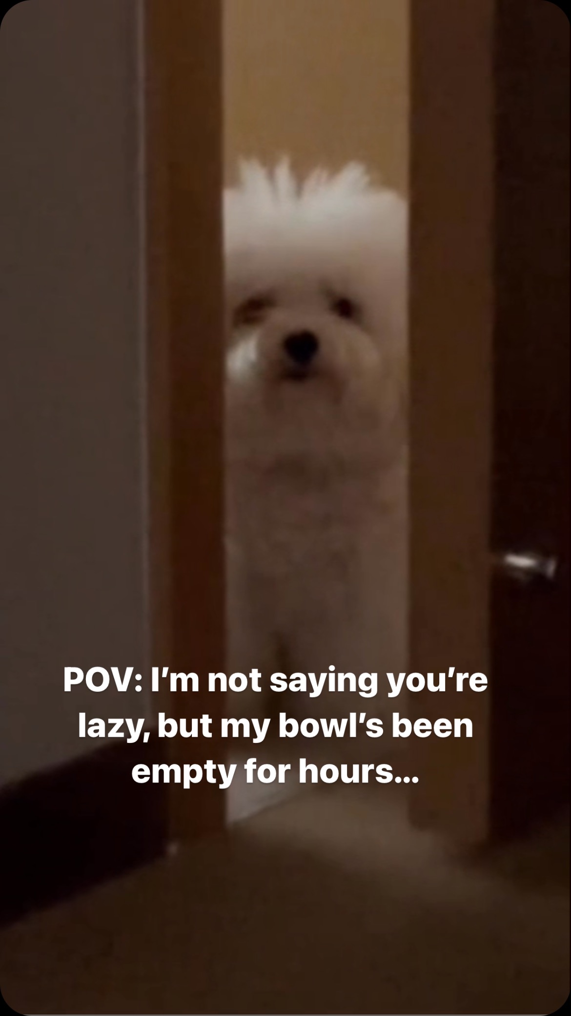 POV: I’m not saying you’re lazy, but my bowl’s been empty for hours…
#dogmemes #dogoftheday #cutedog #funnydog #cutepuppy #funnypuppies #puppylove #puppylife #puppymom #doglife #dogmom #puppygram