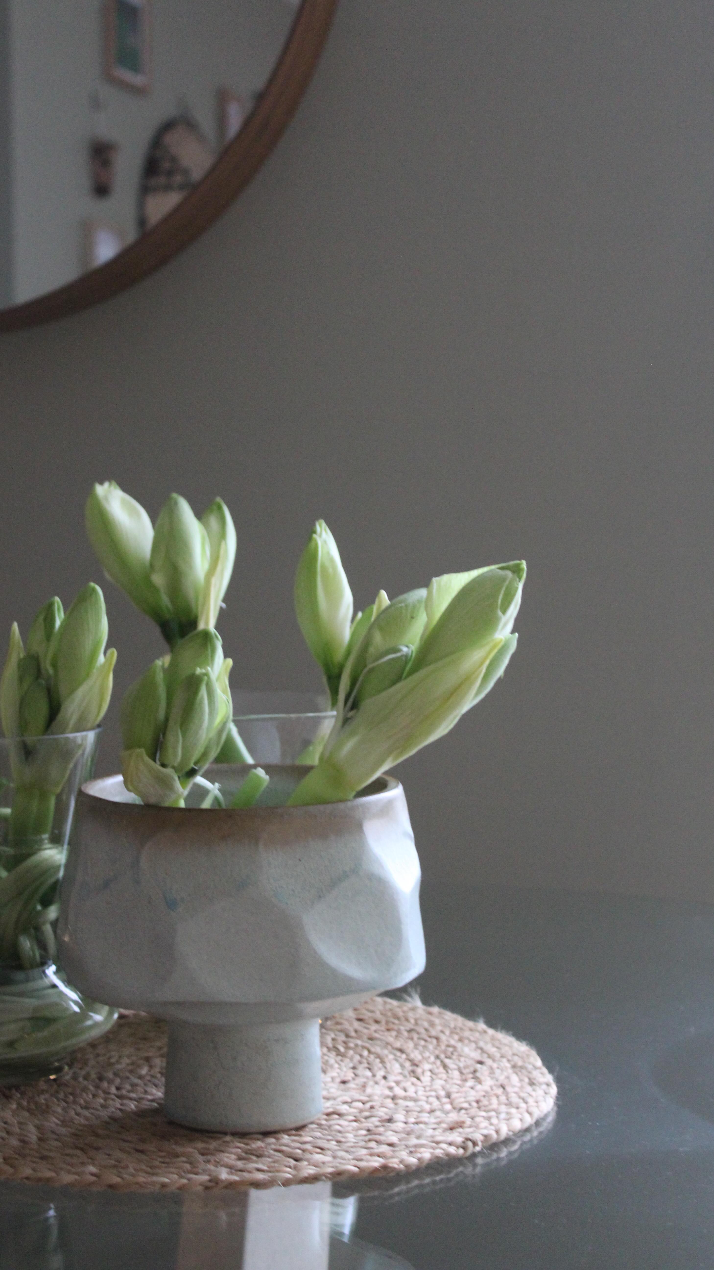 Saw a video of someone doing this and had to try it!! Amaryllis season is here, and while I love their tall, elegant stems, sometimes a lower arrangement works better. By slicing and twirling the stems, I was able to fit them perfectly into some of my smaller vases. A simple trick for a fresh, sculptural look! 🤍✌🏻