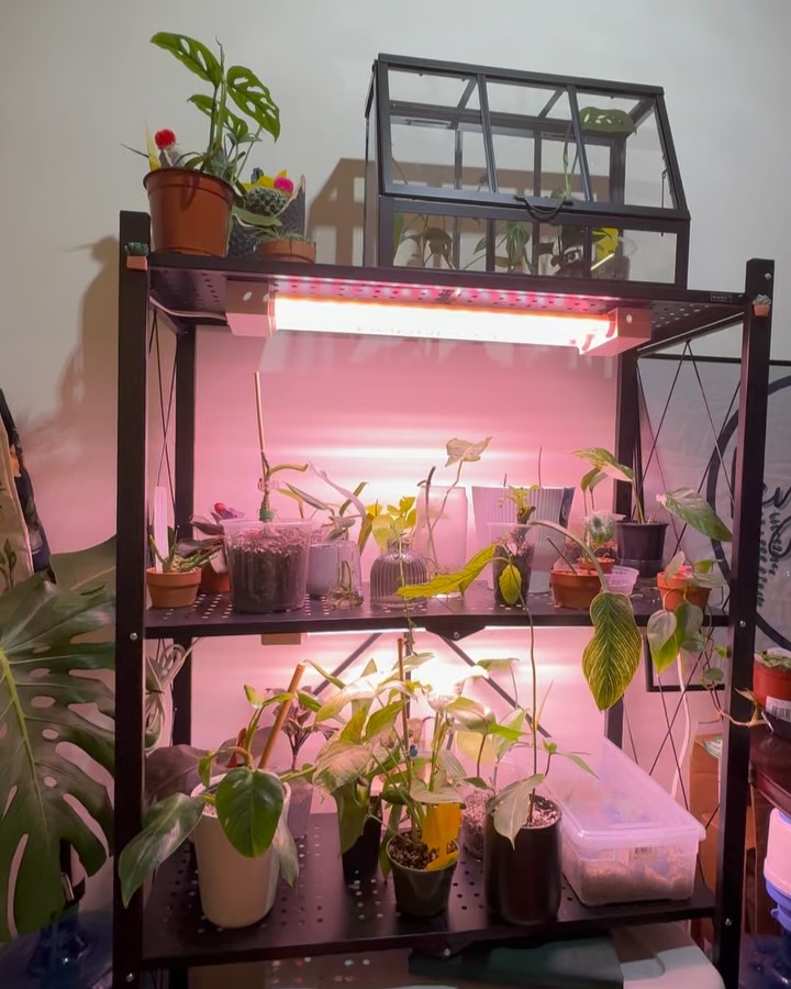 Key plants shop #smallbusiness #plants #plantsbusiness