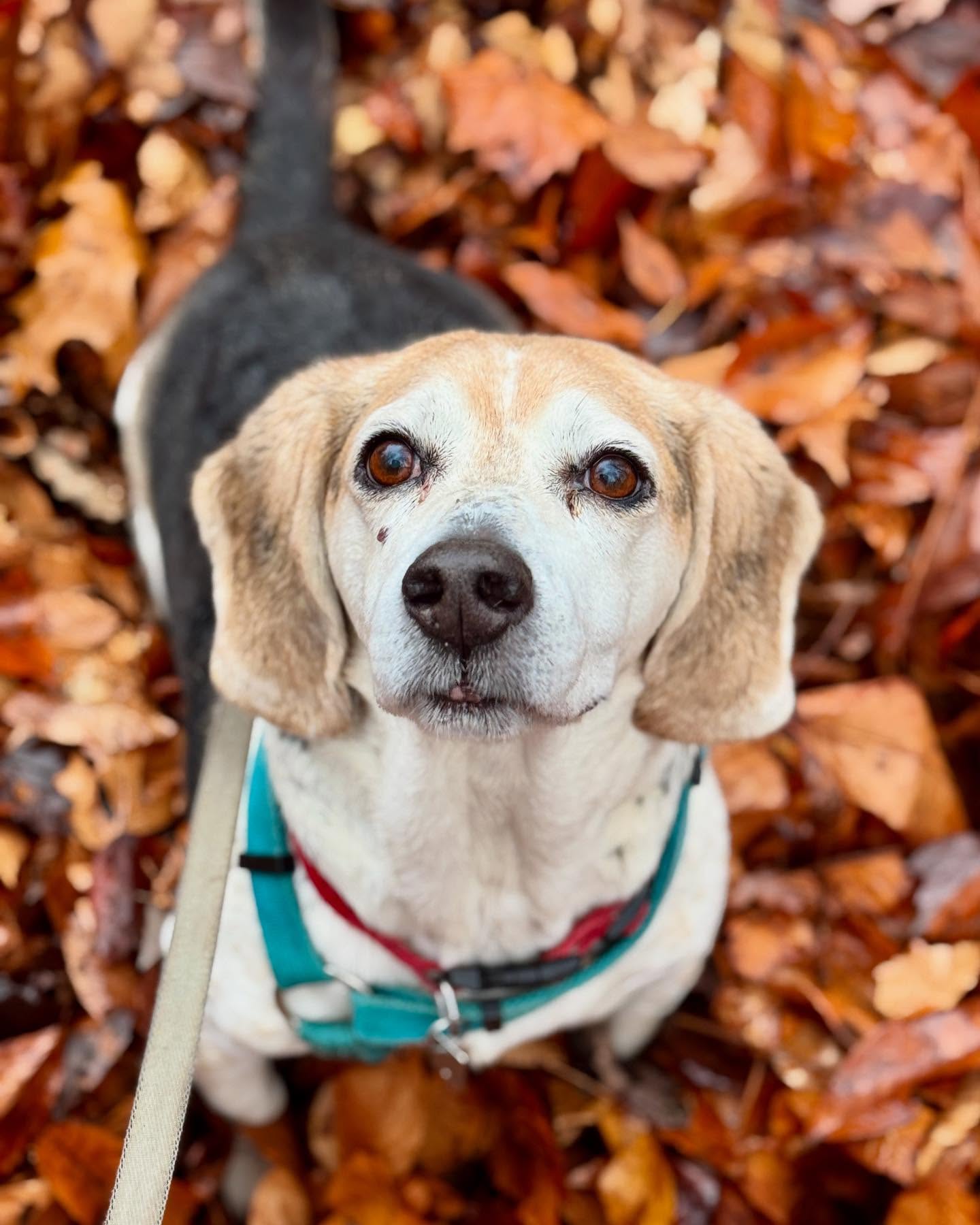 We love our senior pets! Marvin is around 12 years old and still enjoys getting that adorable Beagle nose to the ground and smelling allll the smells.
#hounddog #beagle #seniorpet #marvin #beaglesofinstagram #smellgood #delaware #landenberg #dogwalker