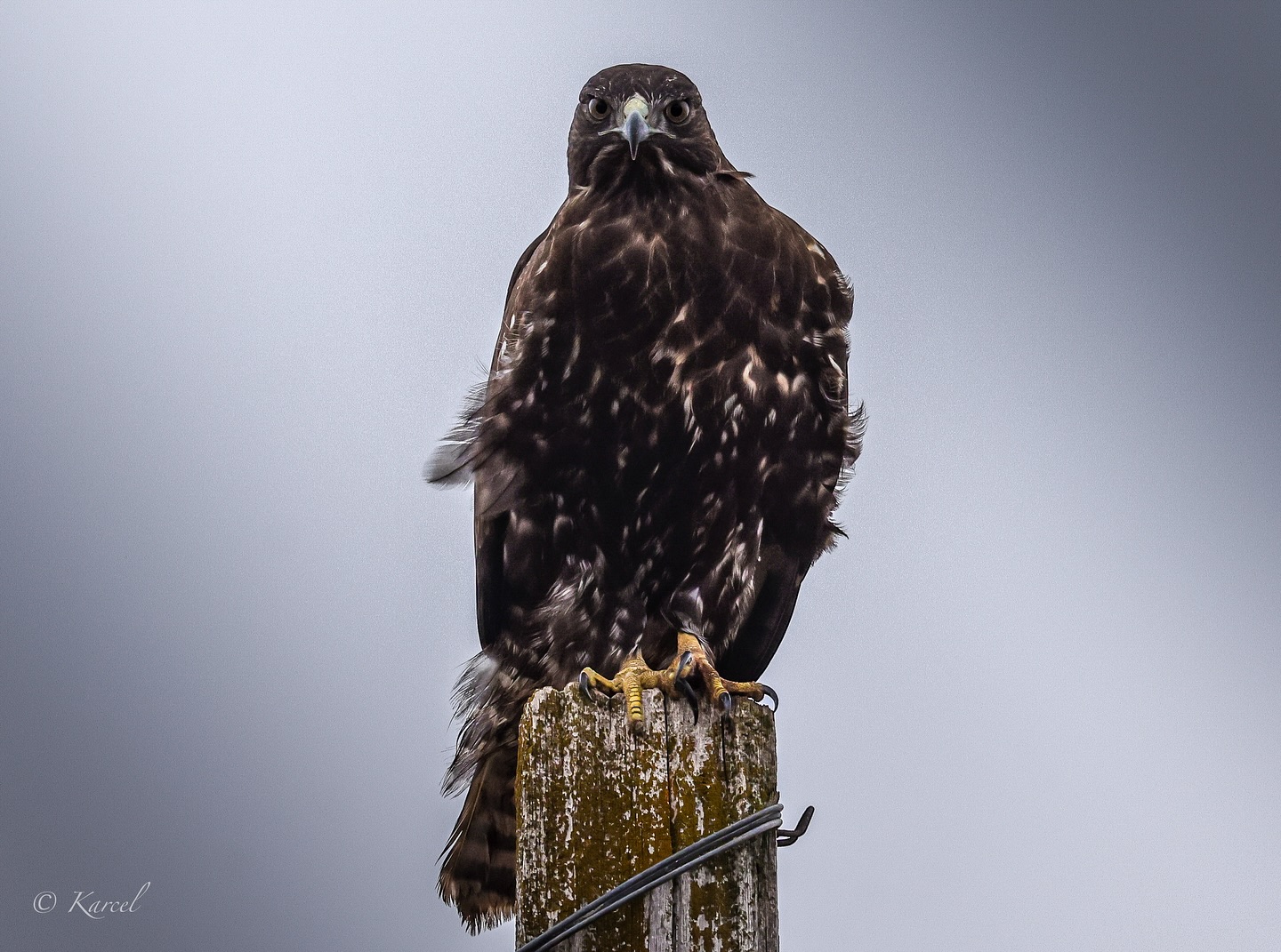 A red tailed hawks maximum speed is 120 mph, and often inhabit the same territory year after year.
Canon RF & Canon RF 100-500mm F4.5-7.1 L IS USM
#redtailedhawk #redtailhawk #hawk #birdofprey #birdofpreyphotography #birds #birdphotography #birdphotography #birds_captures