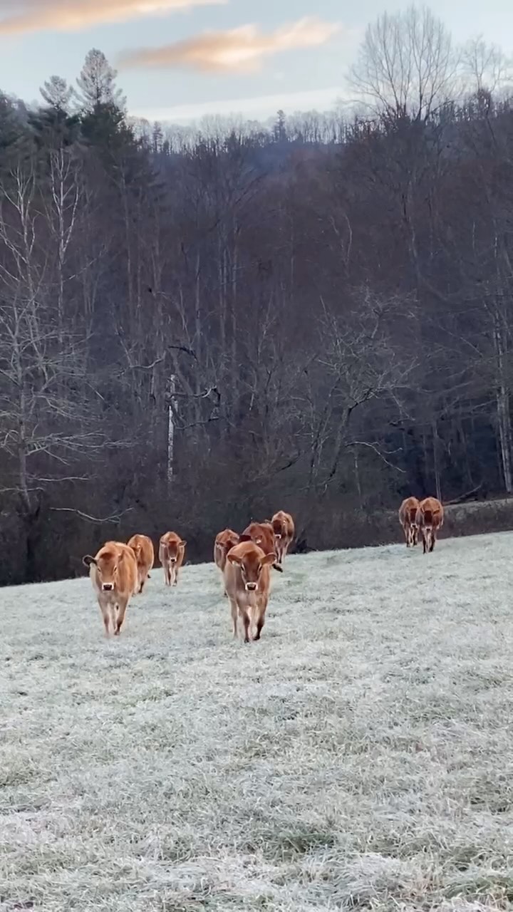 “O come, all ye faithful, joyful and triumphant
O come ye, o come ye to Bethlehem
O come and behold Him, born the King of Angels…”
#thereasonfortheseason #wintermornings #winteronthefarm #providencefarmstead #jerseydairy #alljersey #jerseyfarm