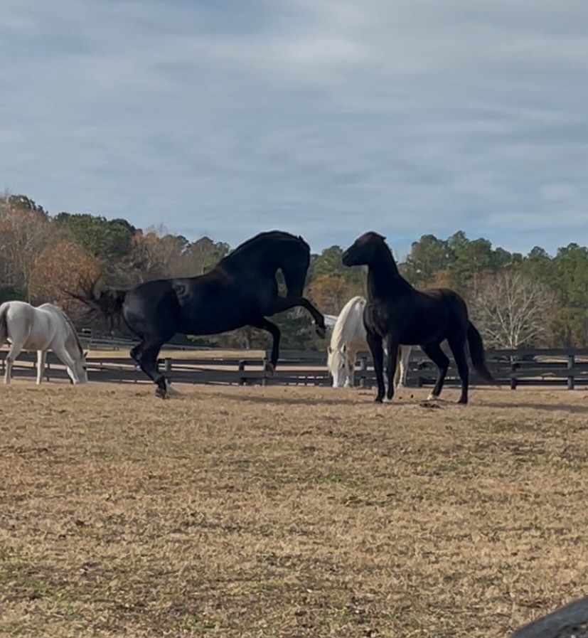 To the boss mares ❤️
Fierce in their vocations and planted in their opinions
Unwavering and unfaltering, they know their worth.
Labeled difficult, bitchy and too opinionated,
For this they are often overlooked.
But my heart always goes to the boss mares,
The ones who will continue to fight.
Because I know all to well just how it feels
When someone else tries to extinguish your light.
To win the heart of a boss mare means becoming her friend, her equal and nothing more or less. On more than one occasion I’ve had people tell me that Luna would go to war for me, and I have zero reason to not believe this to be true. And I will never take that for granted ❤️
#mare #bossmare #equestrian