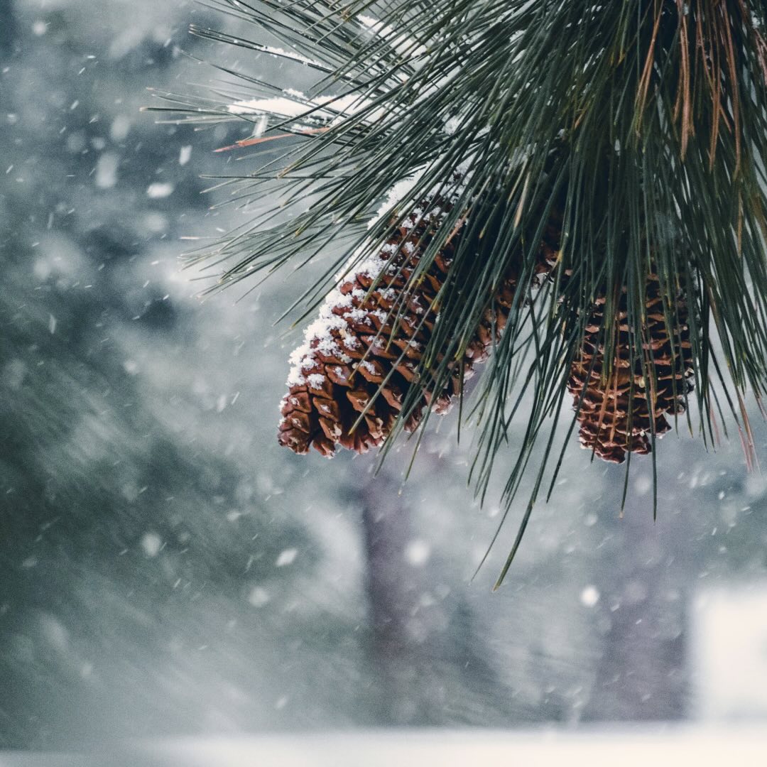 ✨ Hey everyone! Just a cheerful reminder that tomorrow is the LAST DAY to order your repeat prescriptions! 🌟 Don’t forget, all herbal medicines need to be collected by December 21st. 🎁
Our consultations will be back on January 17th, but if you have any last-minute requests, feel free to reach out! Wishing you a healthy festive season ❤️🌿🎄