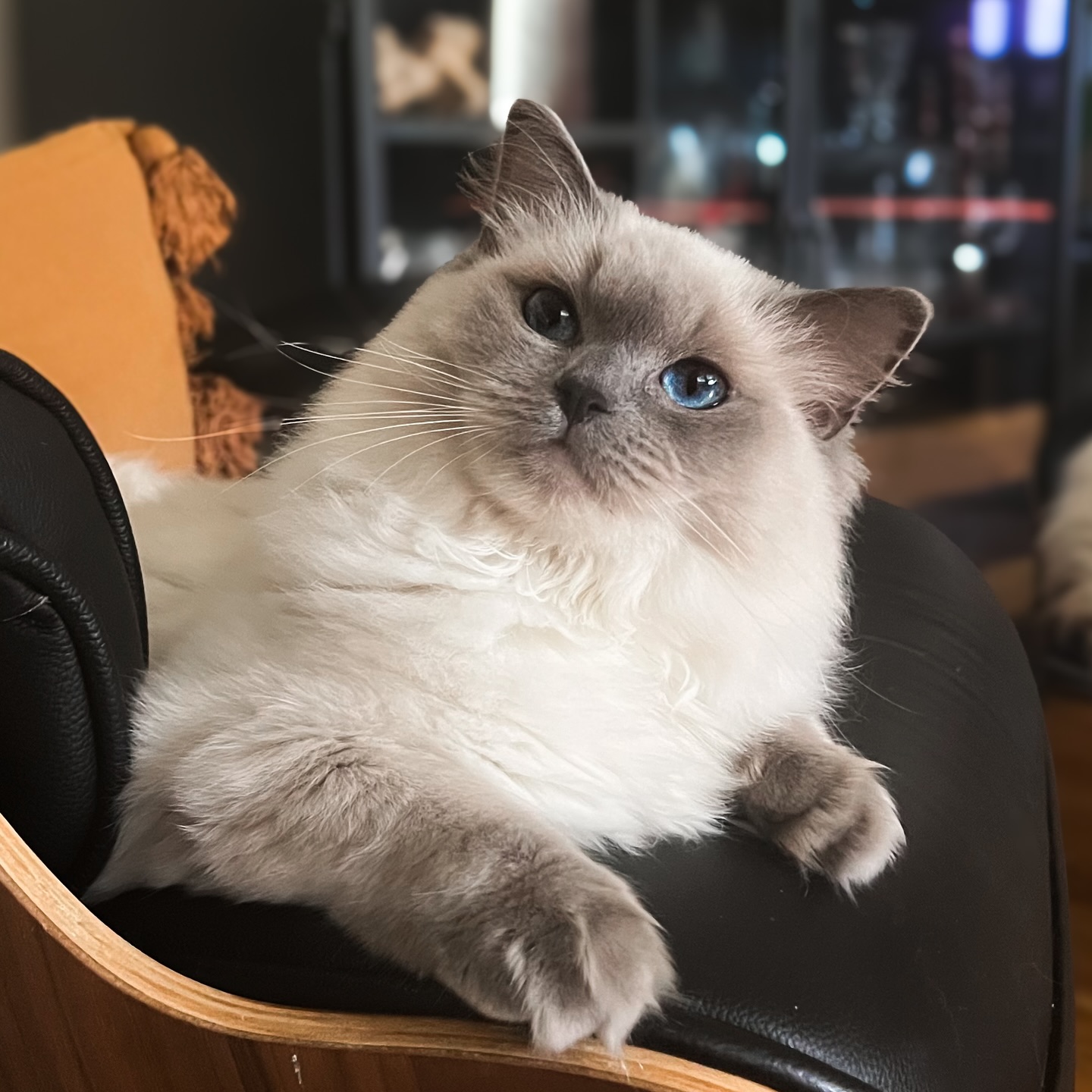 “So this is what luxury feels like!” Lani just claimed Hela’s executive CEO chair as her own 🐾💼 #DontTellHela #BossCat #RagdollVibes #LivingMyBestLife
#catsofinstagram #catlovers #catlife #fluffycats #meow #ragdollcat #ragdollcatsofinstagram #ragdolllove #ragdollkitten #ragdollcattery #catterylife #breederlife #kittensfordays #fluffycompanion #blueeyedbeauty #purrfection #melbournecats #australiancattery