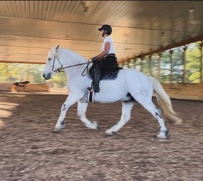 Applying an aid vs pushing aids is something that seems to have been lost on so many when it comes to training. A true physical aid should act more like a cue that the horse understands. Therefore they should be light in application to get a light and quick response.
But this process takes lots of patience and time. It’s different for every horse in how they learn and learning is the key. If we don’t truly educate them then they don’t learn what each aid is when applied. It becomes a “use enough pressure for the horse to move off of” type of aid. And that is a completely different conversation.
As you all know, Ollie is a heavy boy and always surprises people with how light he can be in his aids. Here in this photo I applied the aid for canter and asked for a walk to canter (for the first time at a clinic 😆) I didn’t push my leg into him, I didn’t pull, I didn’t try to manipulate his body to do what I wanted it to do. And I sat a bit forward to make sure that I didn’t get in his way of what I was asking. I offered the aid along with a light tap of the whip (which means more hind end engagement) and off in the canter he went!
The biggest “trick” to riding in lightness is to be patient and not try to force things to happen. You will never get light responsiveness if you are quick to man handle your horse into doing what you want asap. That’s a reaction, and there’s a big difference between the two.
#classicaldressage #horsetrainer #pocequestrian