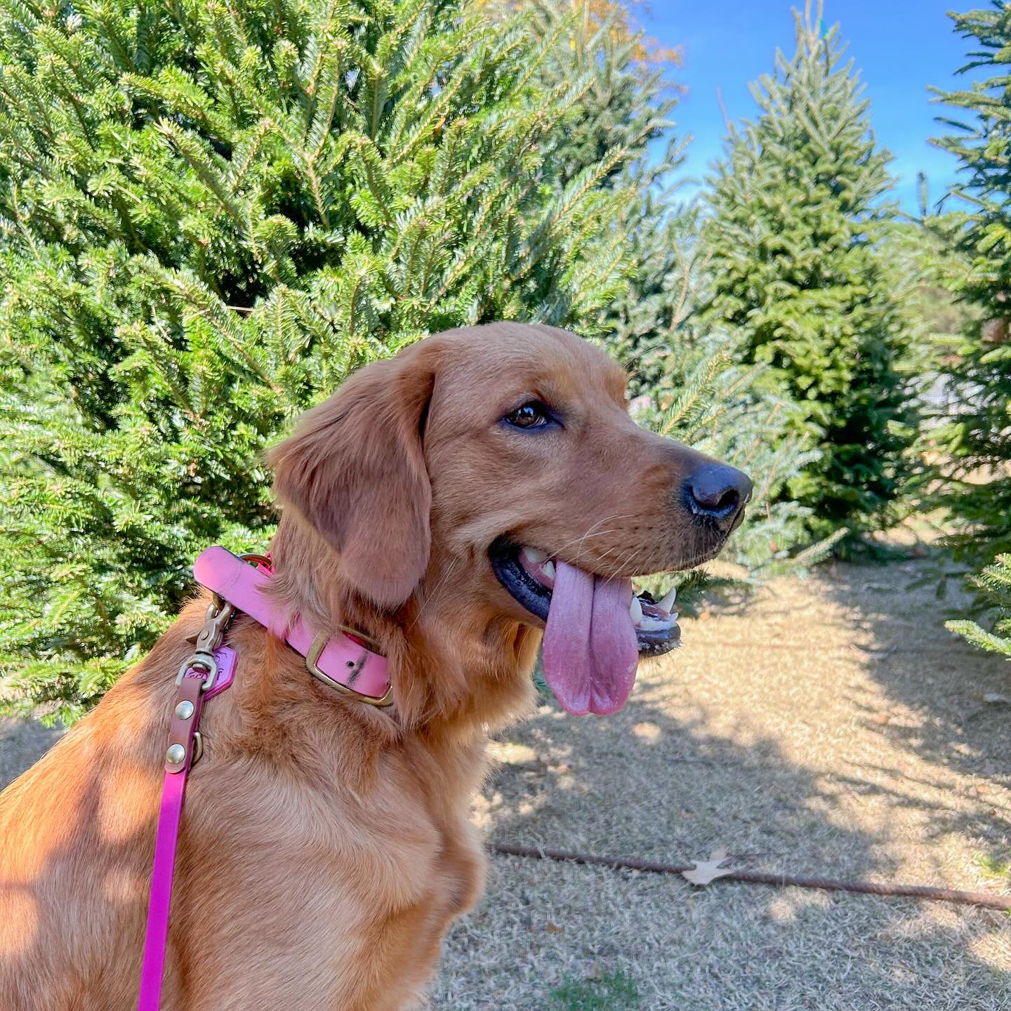 Our gear is meant to keep your pup safe and looking cute for all your holiday adventures 🌲