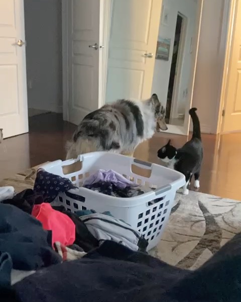 At Wagging Woofies we accept all species, especially those who think they are a dog. Titty as she has been renamed, was rescued as a kitten, she is a tuxedo cat and for those who know anything about tuxedo cats know they are crazy. She was instantly drawn to Peppa as a kitten and they have been inseparable ever since.
We do cat visits as well if needed.
#tuxedocat #tuxedocatsofinstagram #dface #australianshephard #australianshephardsofinstagram #catandmouse #letsplayagame #dogtrainer #richmondhilldogtrainer #kingcitydogtrainer