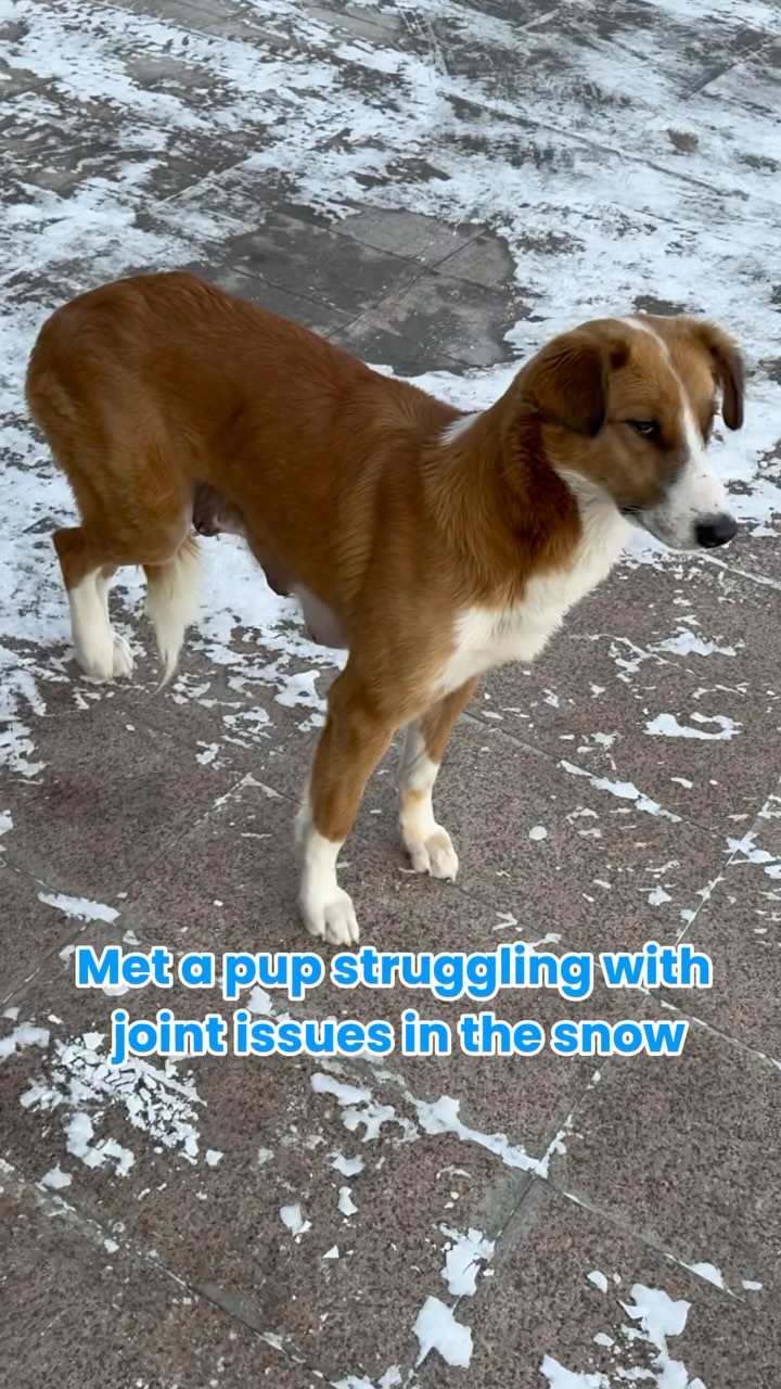 Met a pup struggling with her steps, and we just happened to have our joint support with us. Hope this little help makes her journey a bit easier🩵
#dogsofinstagram #dogoftheday #dogsupplies #dogsupplement #dogoftheweek #doglover #puppylove #puppygram #doghealth #doghealthtips #doghelp #helpdog #doghealth #dogjointhealth