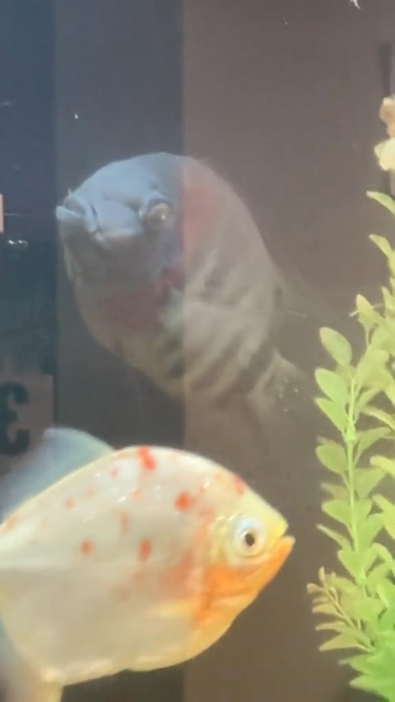 I see wicked everywhere I go, even today at my doctors appointment. I saw the fish singing this duet.#wickedmovie #defyinggravity