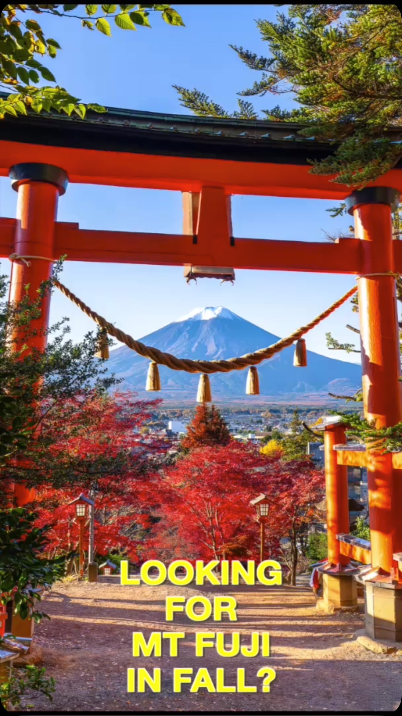 Just down from one of the most iconic shots of Mt Fuji at the Chureito Pagoda, this Torii gate during Autumn has become a colorful highlight to visit when the colors are peak #japantravel #sonyalphaanz #sonydiadvocate #japanphotographytour #japanphotography #mtfuji #chureitopagoda