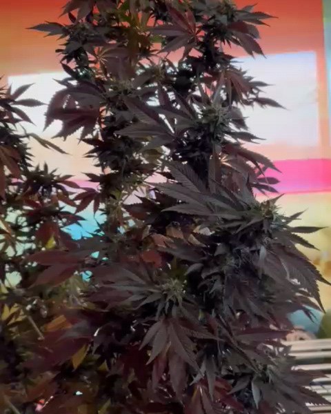 Haters, say no more. No filter needed. 🤯
Purple Haze grown to perfection, thanks to our wonderful customers and Kiez members who keep gifting us images of their winter grows. Thanks for the best 1st year we could have imagined.
Merry Christmas Y'all.
------>KushKiez<------
.
.
.
#pflanzen #purple #harvest #health #germany #berlin #hamburg #munich #christmas #present #grow #legal