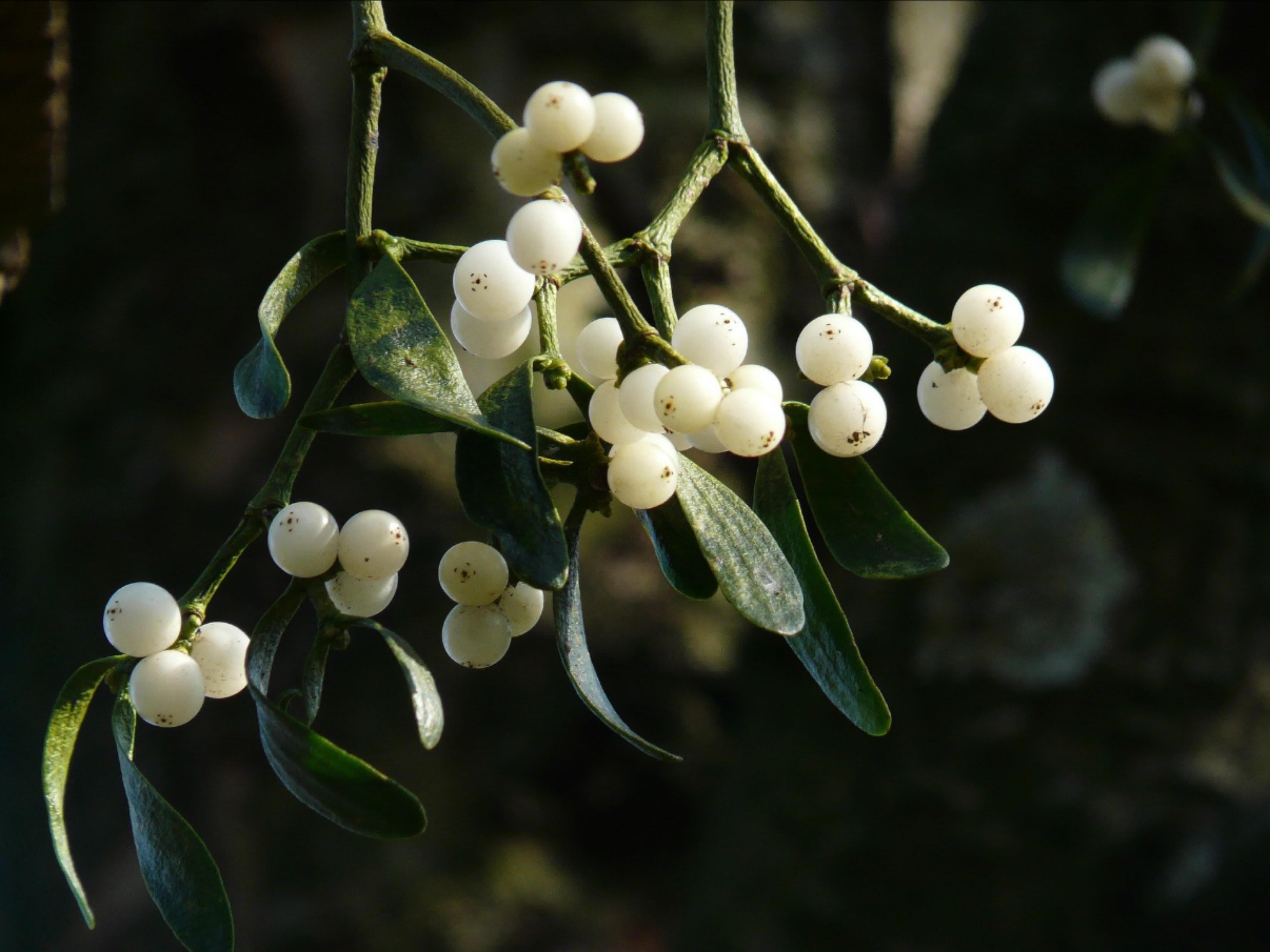 🌿✨ Discover Mistletoe! ✨🌿
Mistletoe (Viscum album) isn’t just for kissing under; it’s dried leafy twigs provide us with a powerful herb which has a rich history in herbal medicine, supported by emerging research on its health benefits. In fact, its name comes from the Celtic word meaning “all heal” 🌱💚
🌼 **Supports Cardiovascular Health:** Mistletoe has been studied for its potential to help regulate blood pressure and improve circulation. Its compounds may promote vascular health, making it a valuable ally for cardiovascular wellness.
🧘♀️ **Promotes Relaxation and Cortisol Balance:** Research suggests that mistletoe can help reduce stress and anxiety levels by promoting relaxation. It may also assist in balancing cortisol, the hormone associated with stress response, helping to mitigate its effects on the body and improve overall mental well-being.
💪 **Boosts Immunity:** Rich in antioxidants, mistletoe is believed to enhance immune function, helping to strengthen the body’s defenses against illness and infection.
✨ **Disclaimer:** This post is for educational purposes only. Always consult with a professional herbalist or healthcare provider before introducing new herbs into your routine, especially if you are taking medication or are pregnant.
Embrace the scientific benefits of mistletoe this season and elevate your wellness with the wonders of herbal medicine! 🌿✨
