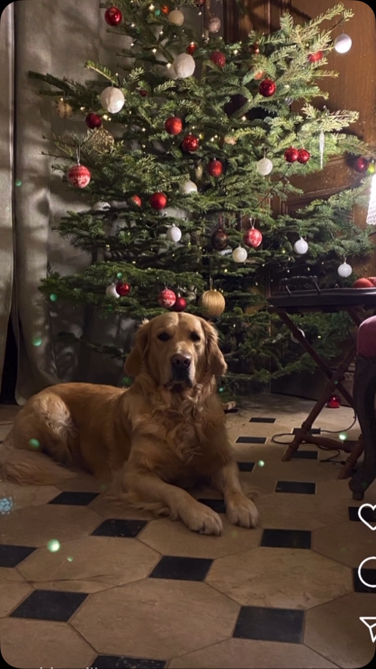 #ladypinckyblue
#goldenretriever
#royaumedeshorizonsdor
#joyeusesfêtes