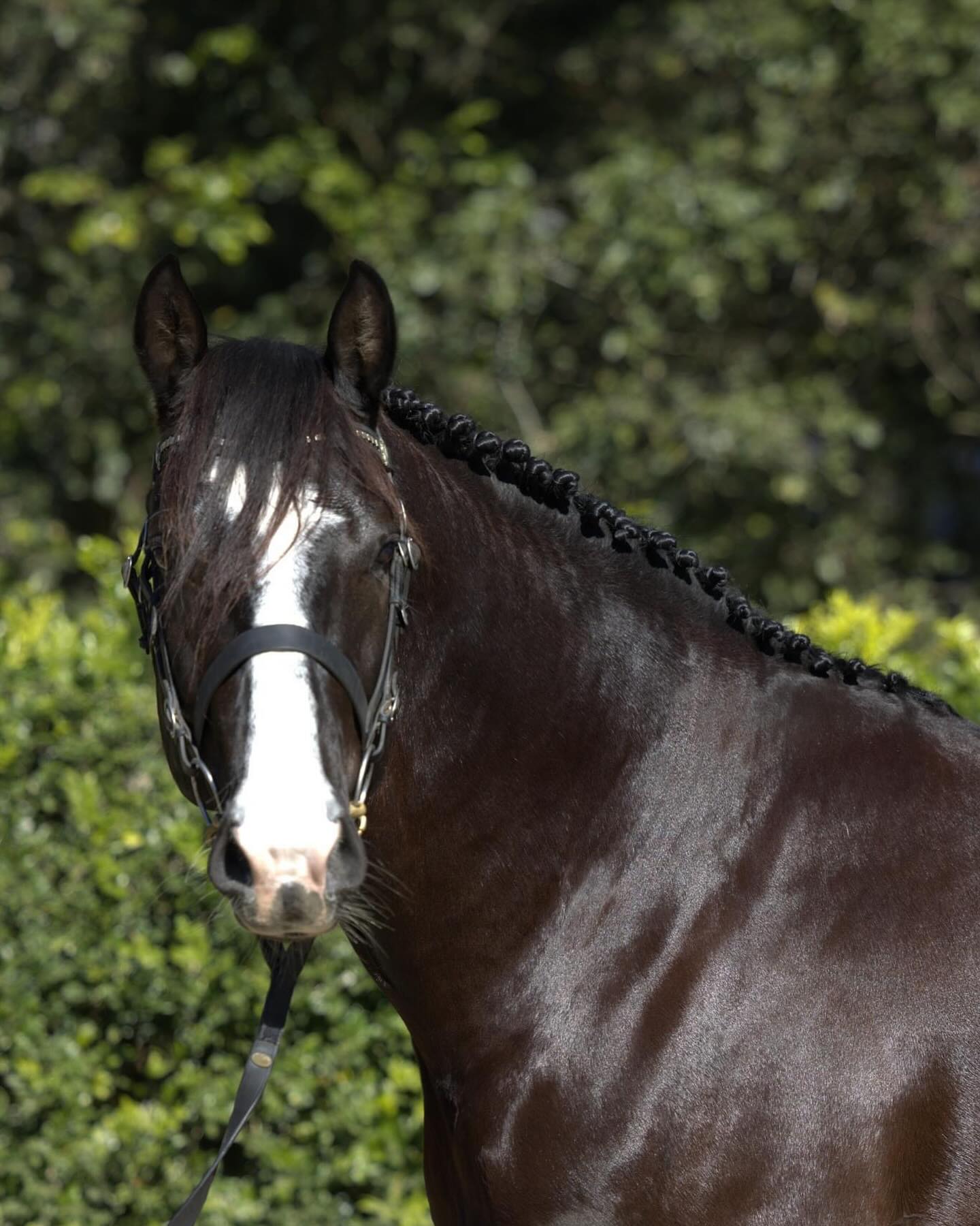 My Facebook account has been suspended so I cannot access messenger or any messages on my Cushavon Park page. If you need to contact me do so via instagram or email or go to www.cushavonpark.com.au