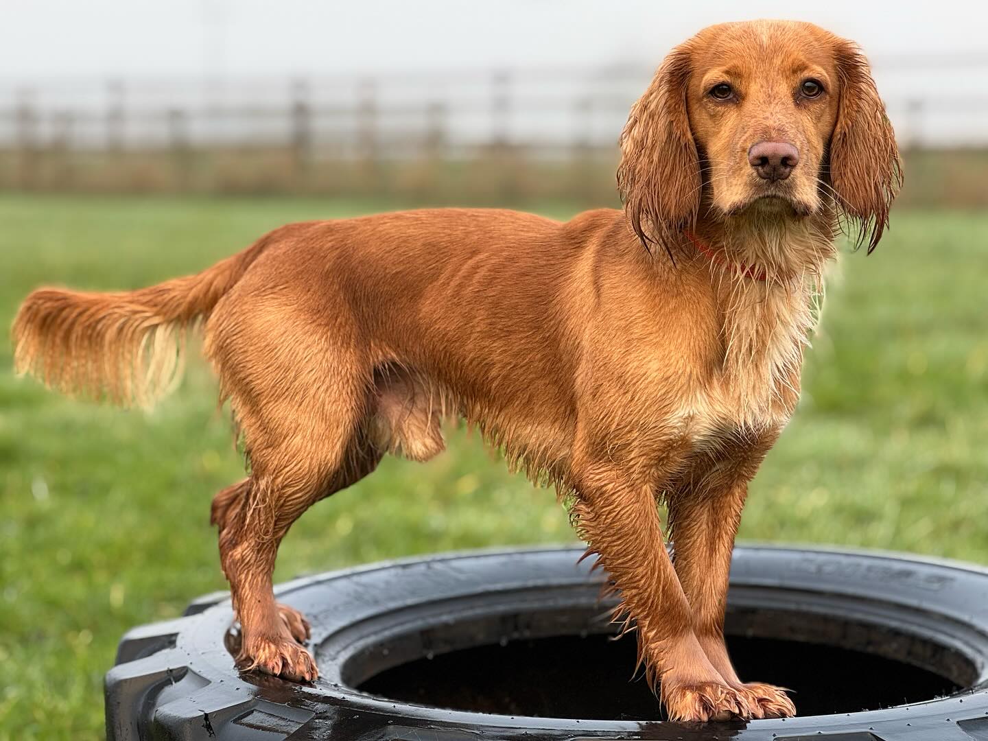 Avoiding the Boxing Day walkers by using thebroadwaydogpark. Can we take our Christmas cards down yet?? #itsnearlyover #springiscoming #whereisthesun